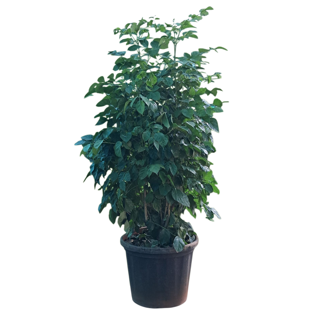China doll Plant (Big)