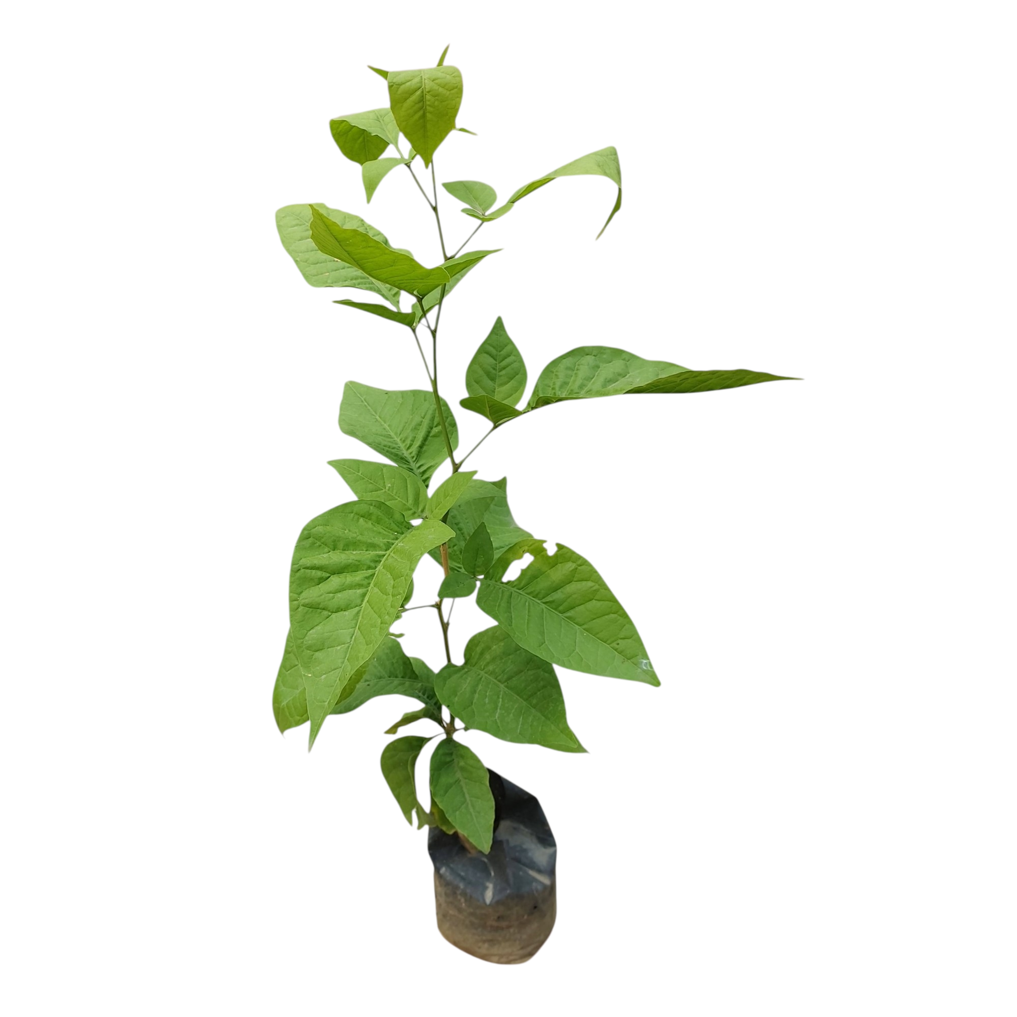 Bel Patra in poly bag