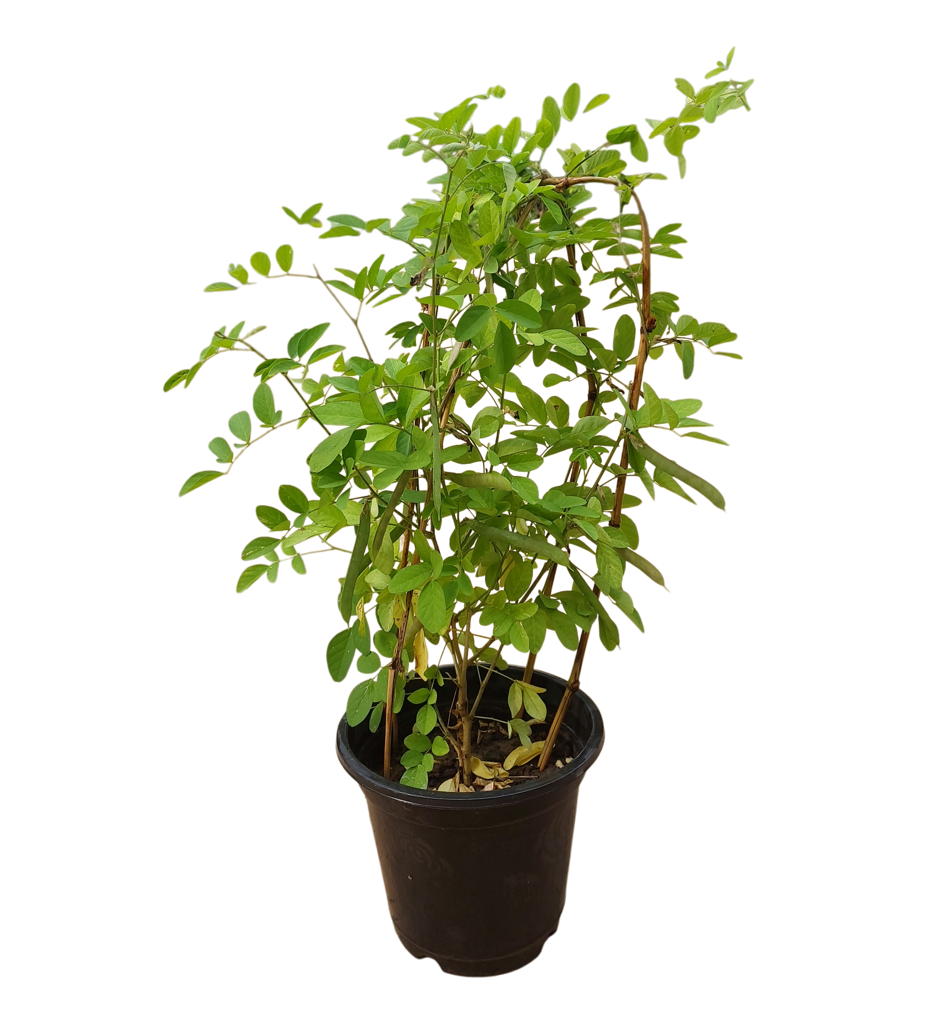 Aparajita Plant in 8" Pot (Blue Flower)