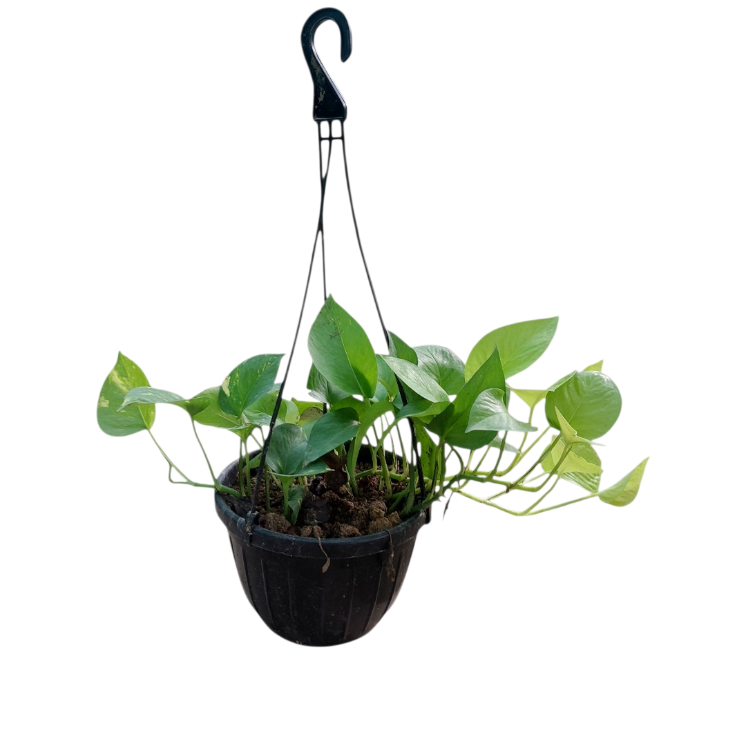 Money Plant with hanging 7" pot