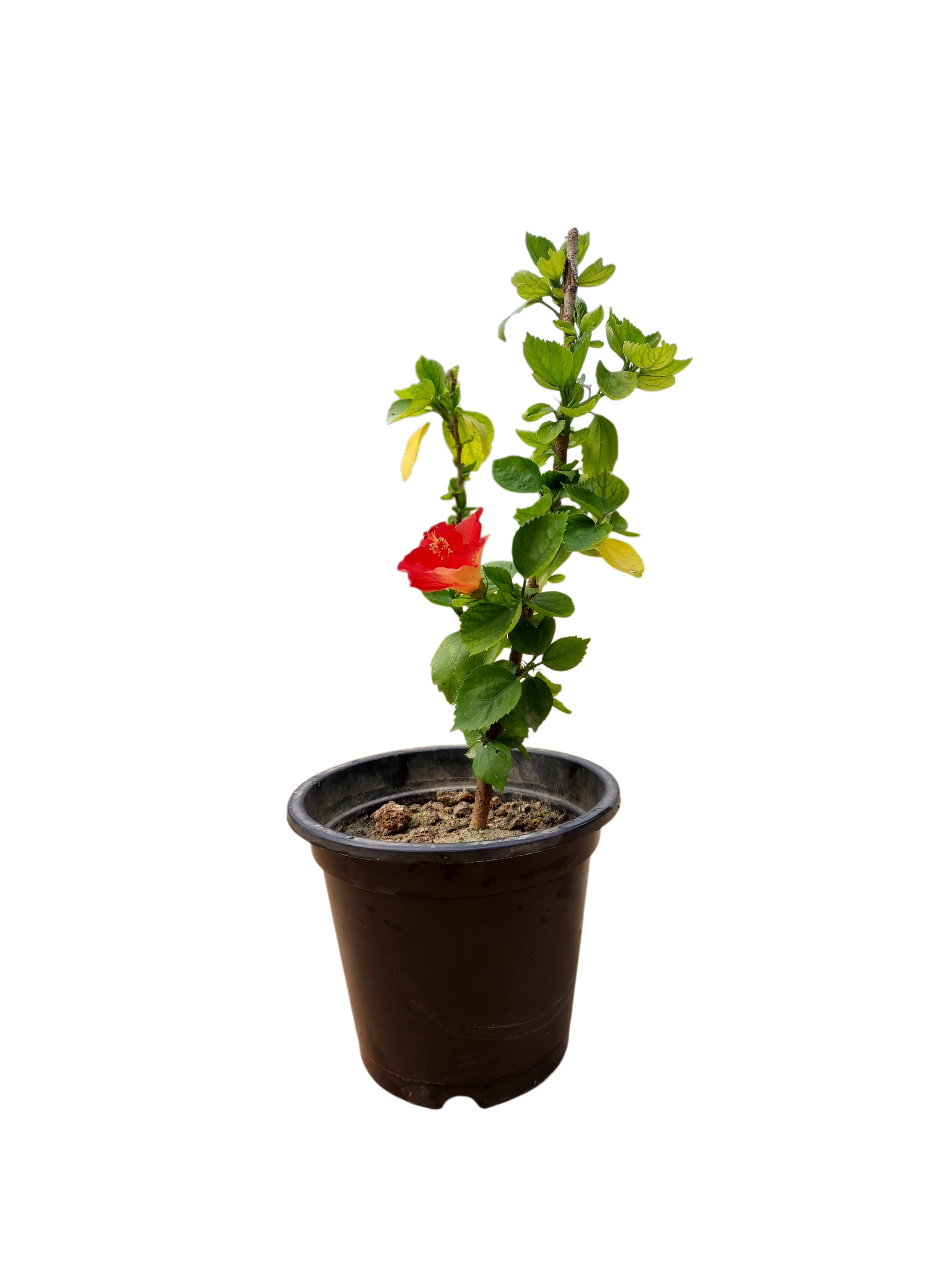 Hibiscus Plant 8" Pot