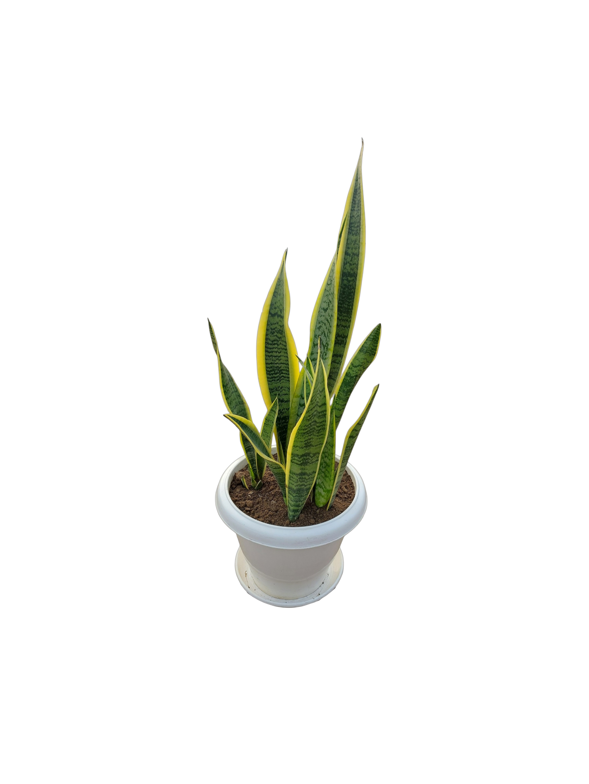 Snake plant in 10 inch White pot