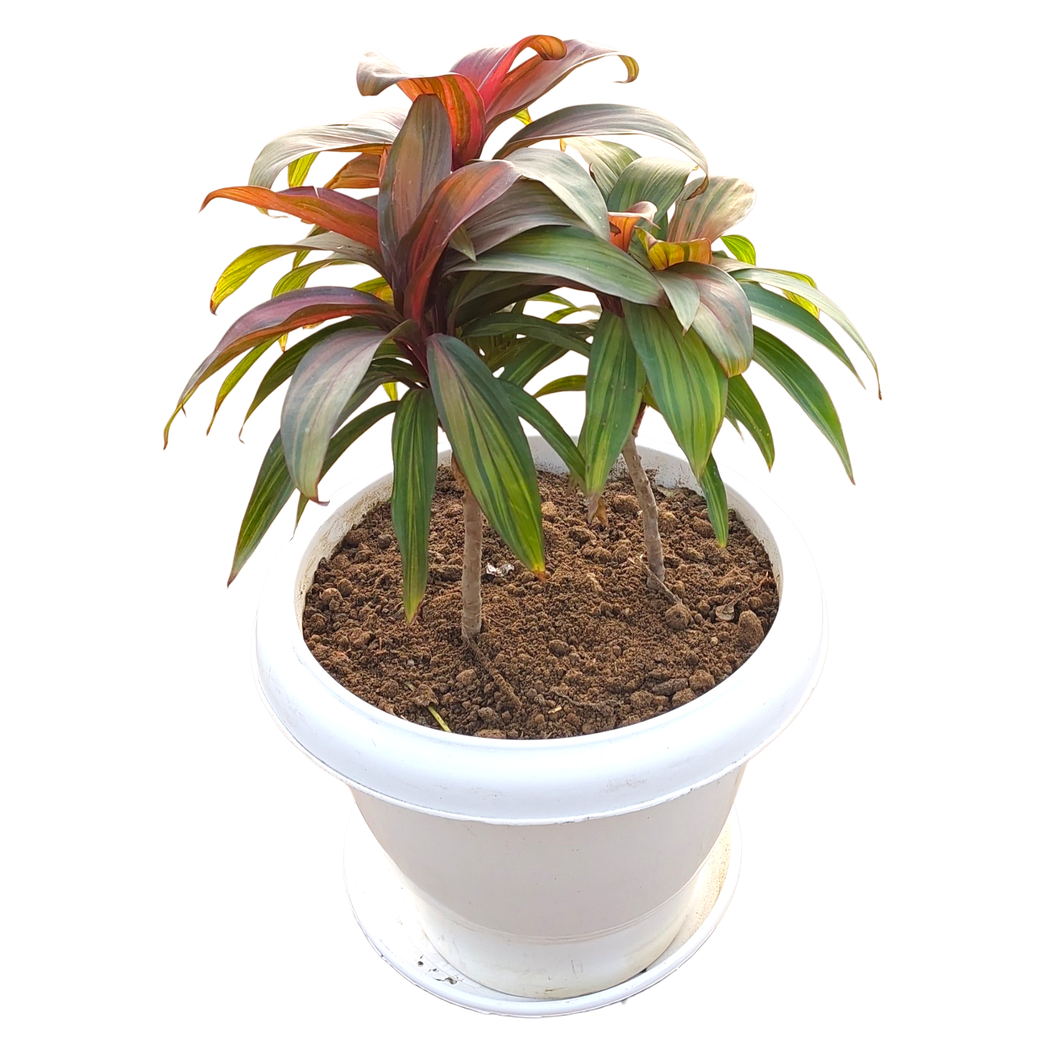 Dracenna with "10-inch" white pot