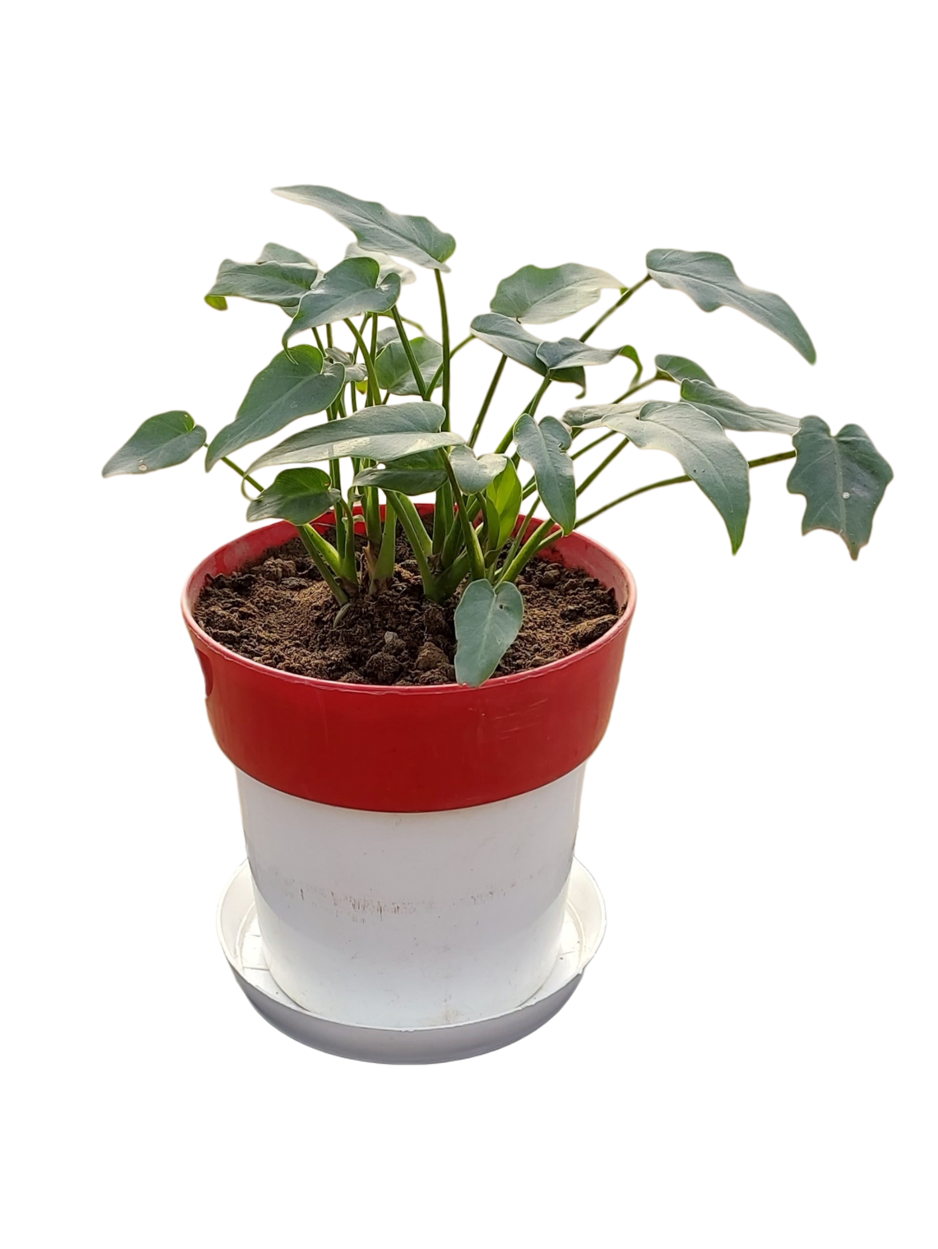 Philodendron Xanadu green in 6 inch Pot