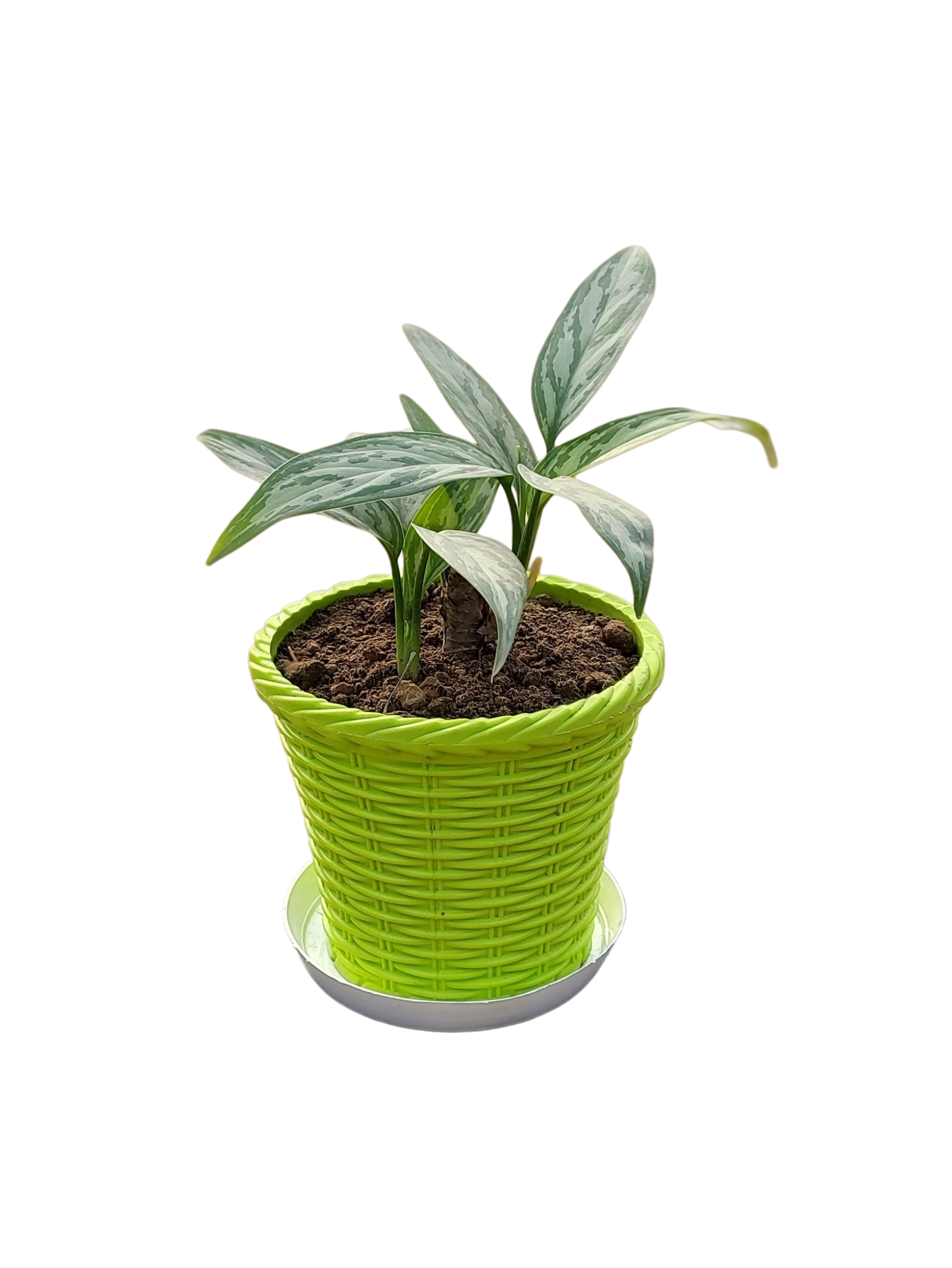 Aglaonema 'Silver Queen' in 6 inch Green Pot