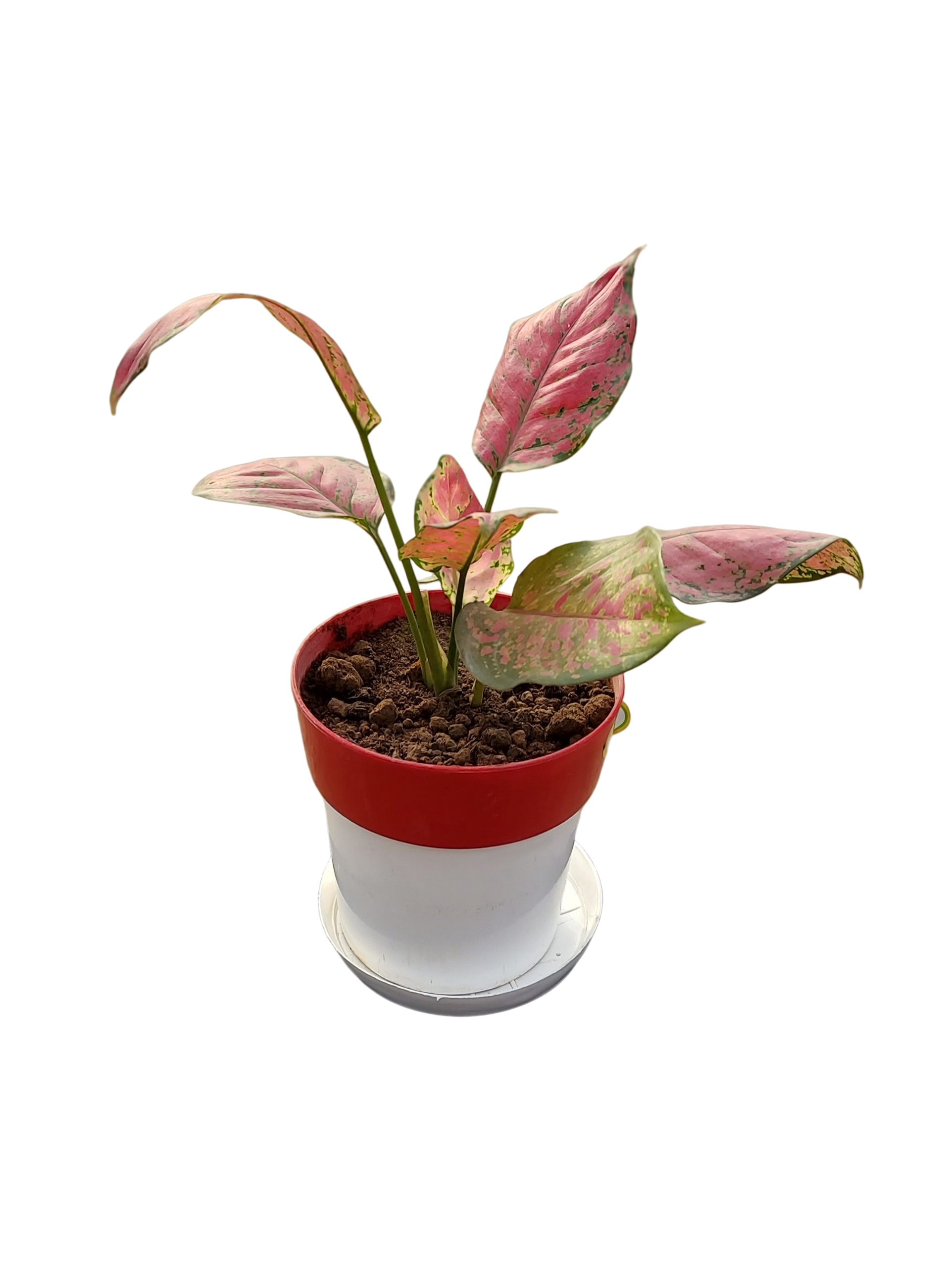 Aglaonema 'Red' in 6 inch pot
