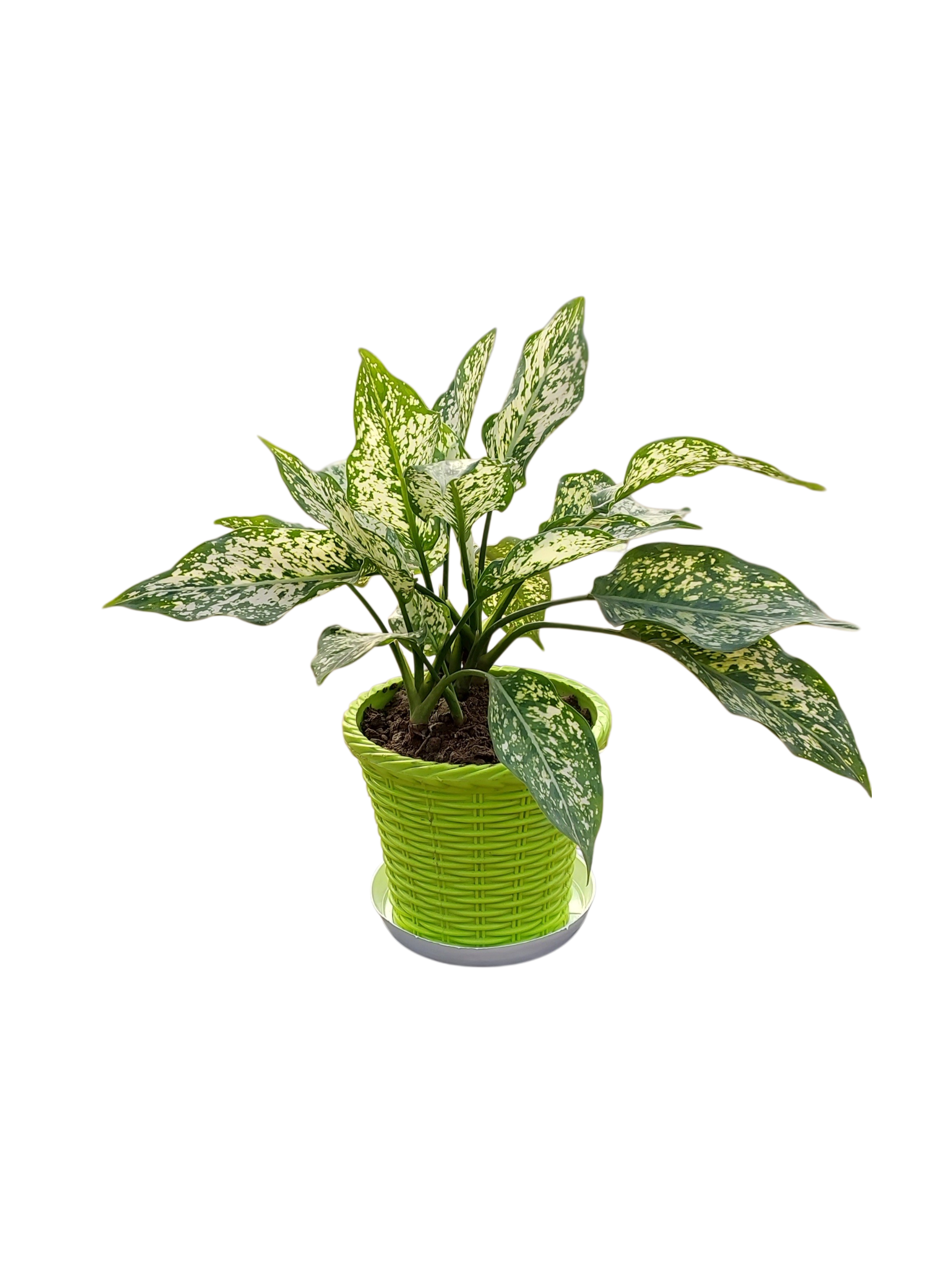 Aglaonema 'Snow White' in 6 inch Green pot