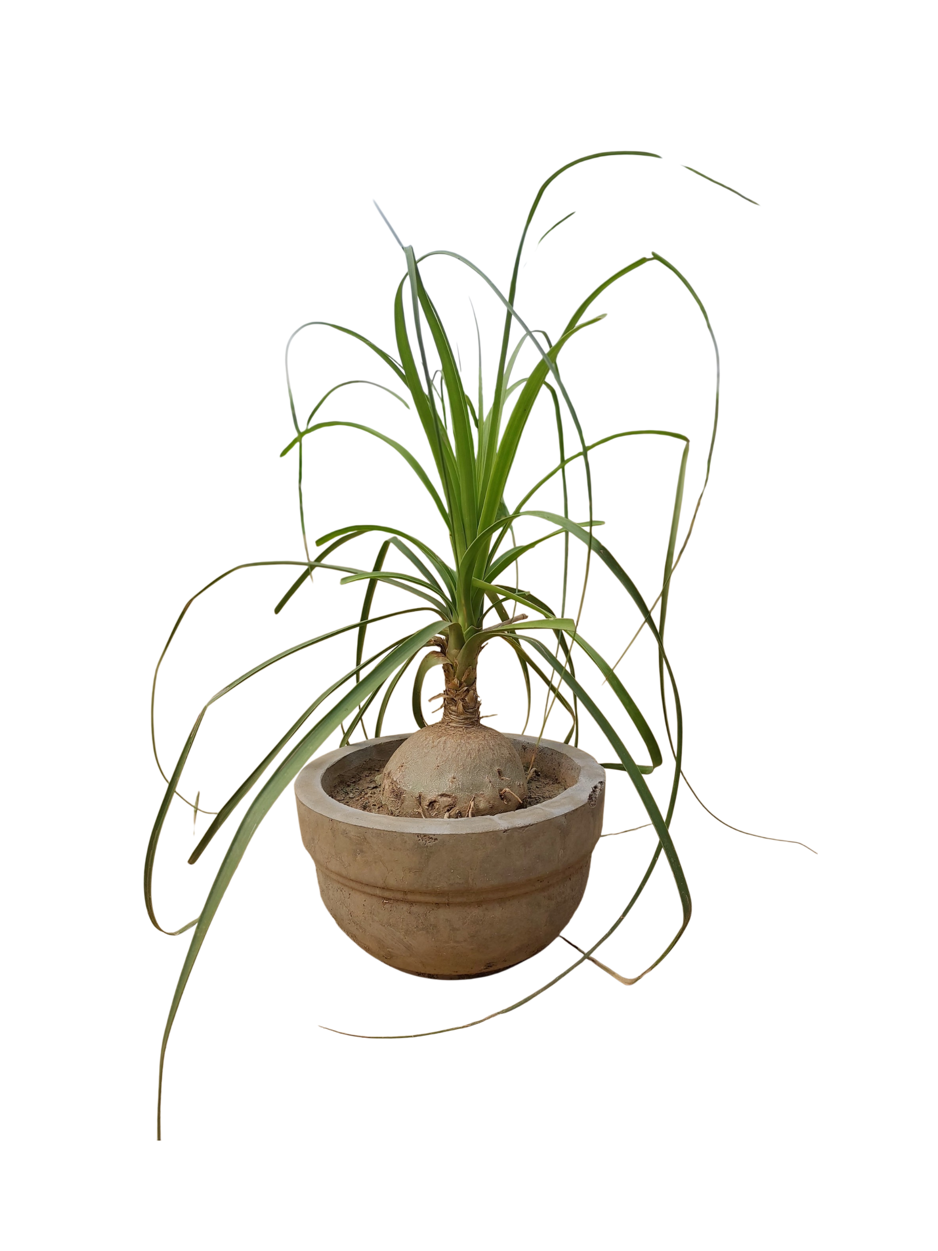 Nolina plant in Cemented circular pot