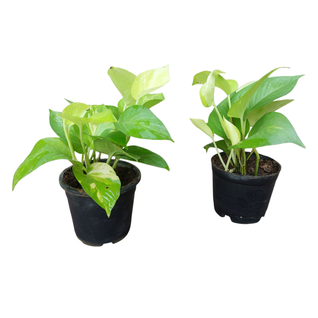 Combo of 2 Golden Money Plant in 4 Inch Nursery Pot