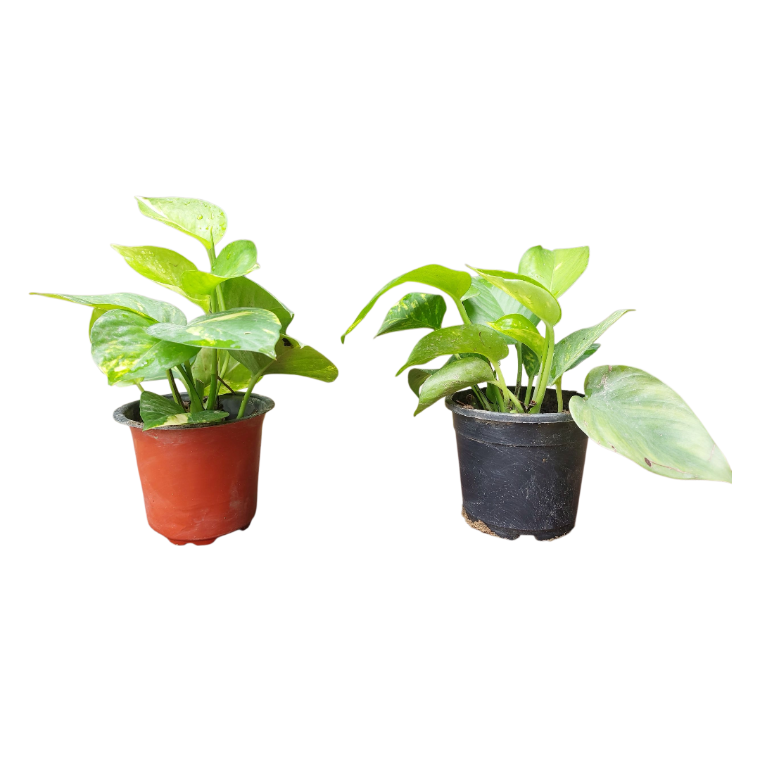 Combo of 2 Green Money Plant in 4 Inch Nursery Pot
