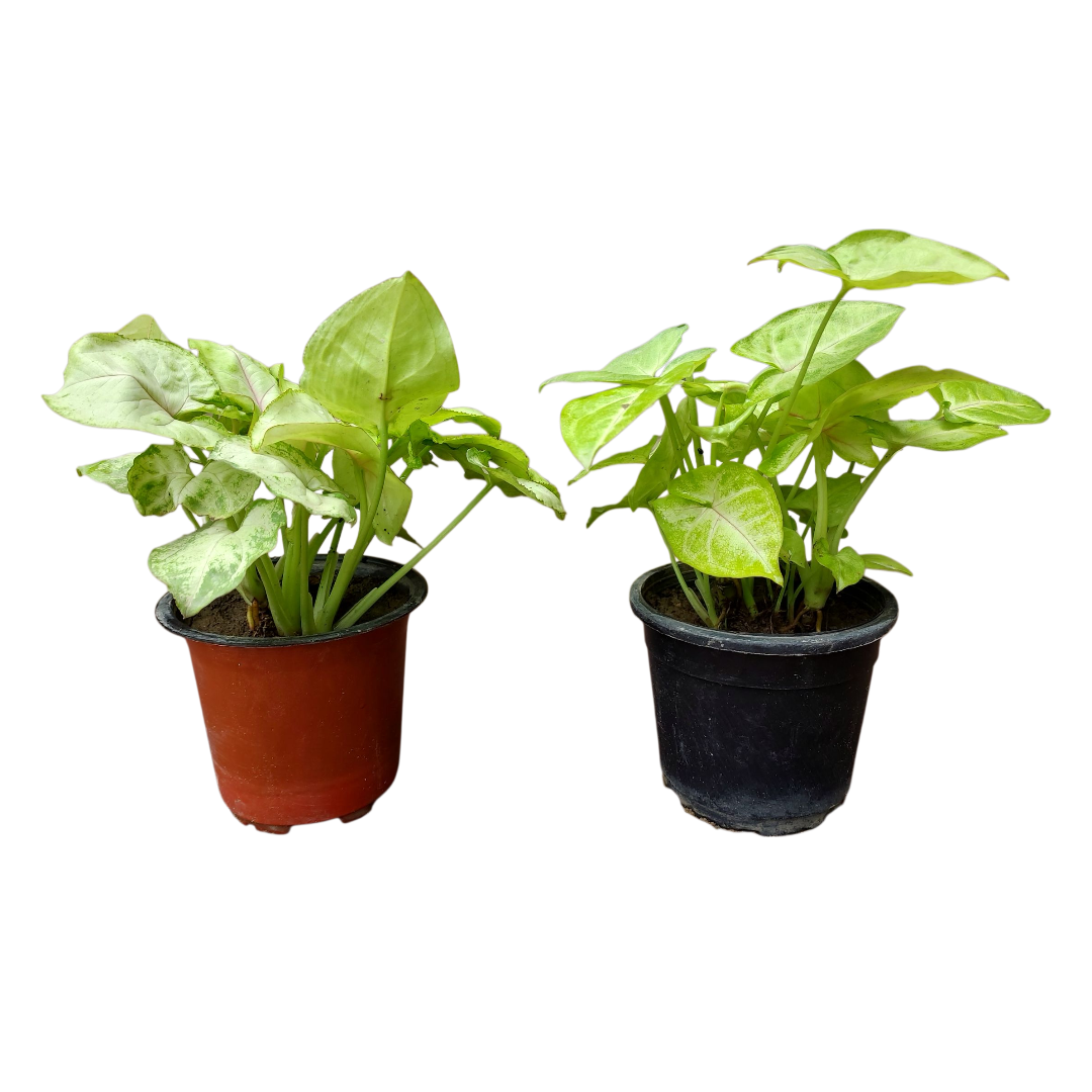 Combo of 2 Syngonium in 4 Inch nursery Pot