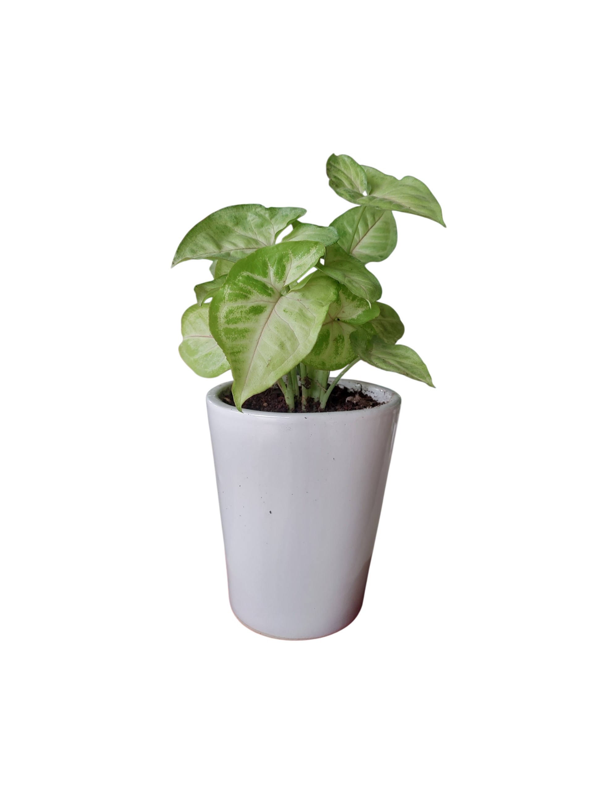 Syngonium in Ceramic Pot (6-Inch)