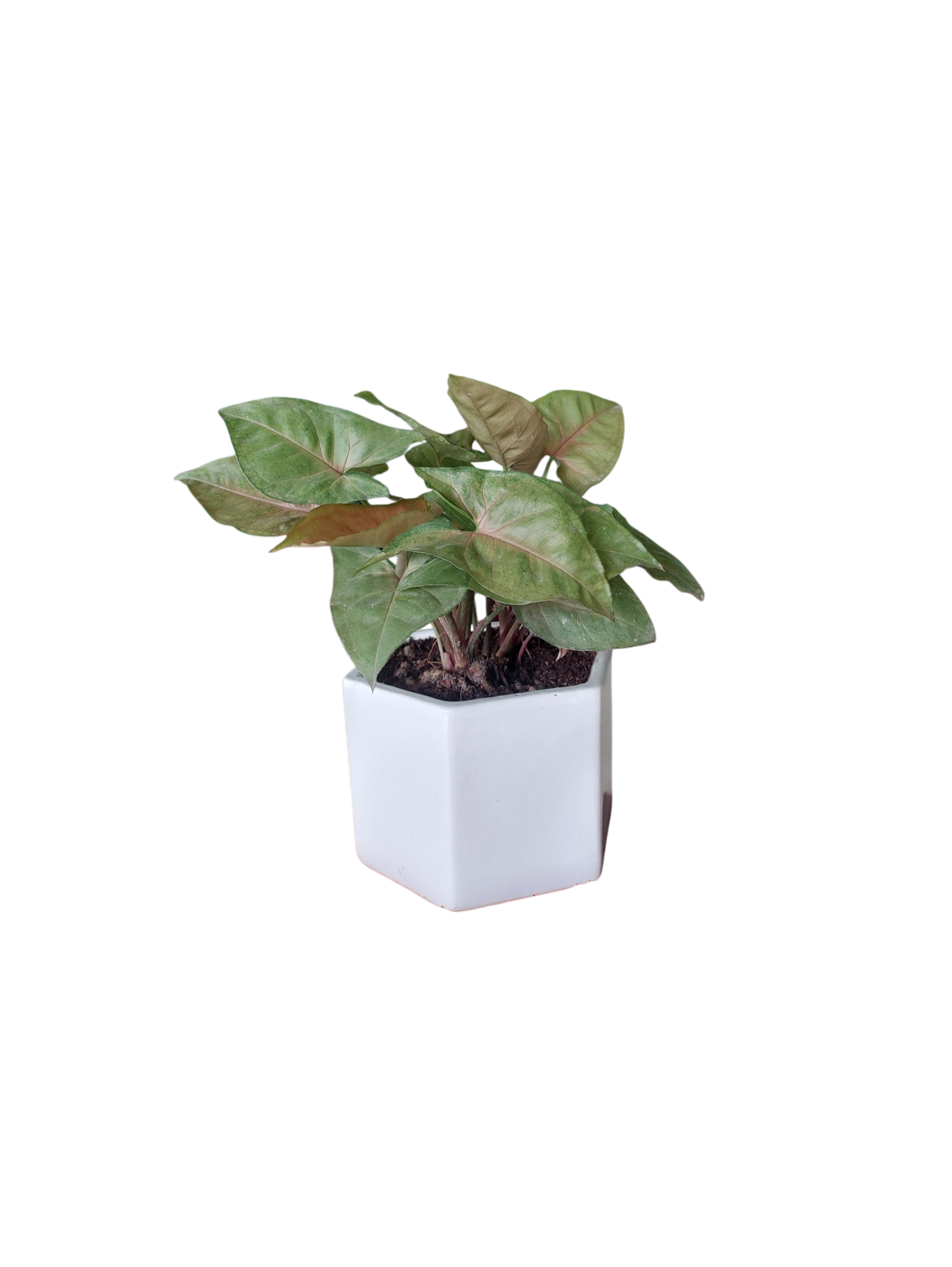Syngonium in Hexagon Ceramic Pot