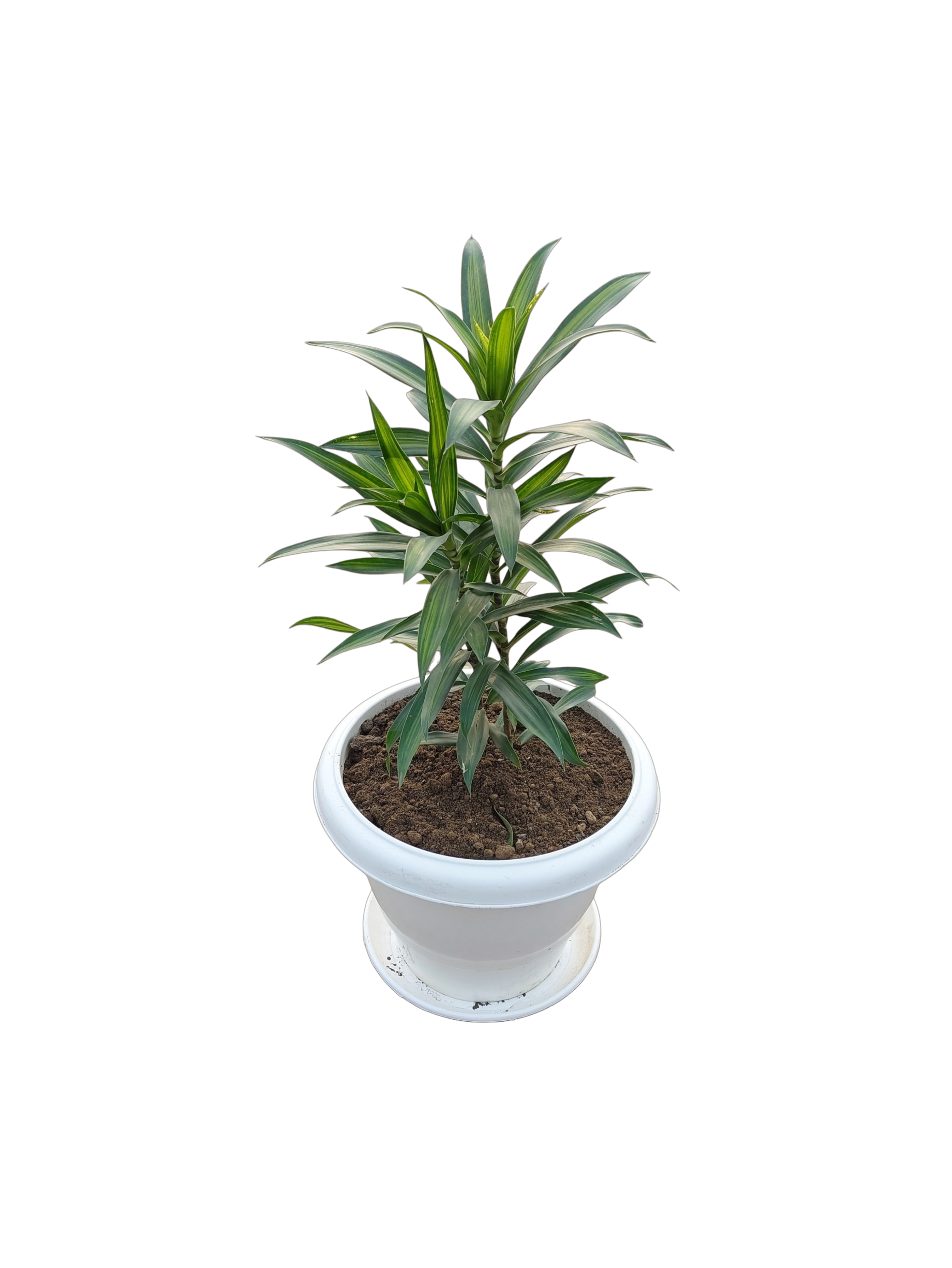 Song of India in 10-inch White Pot