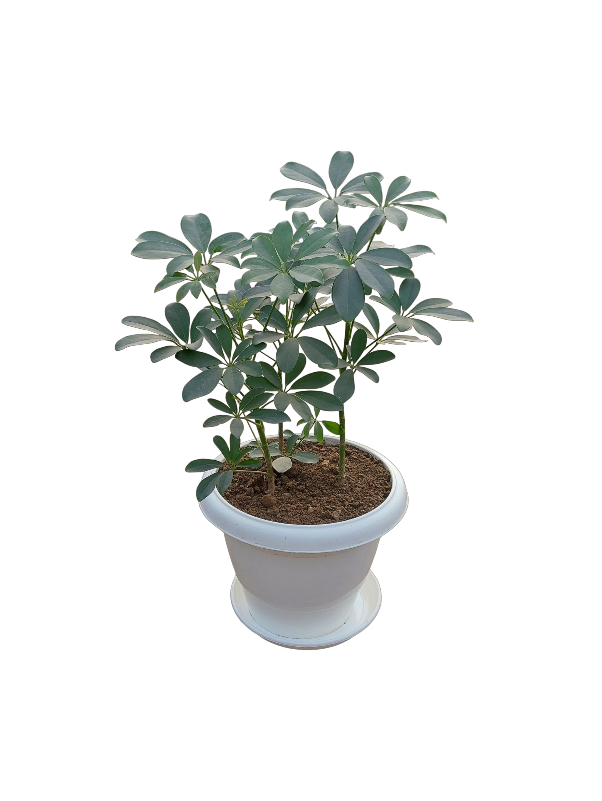 Schefflera in 10-Inch White Pot