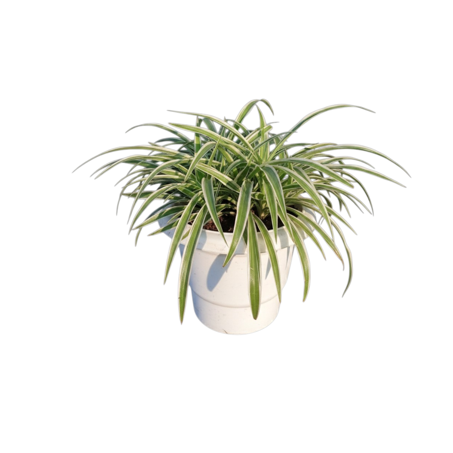 Spider Plant in 6-inch white Pot