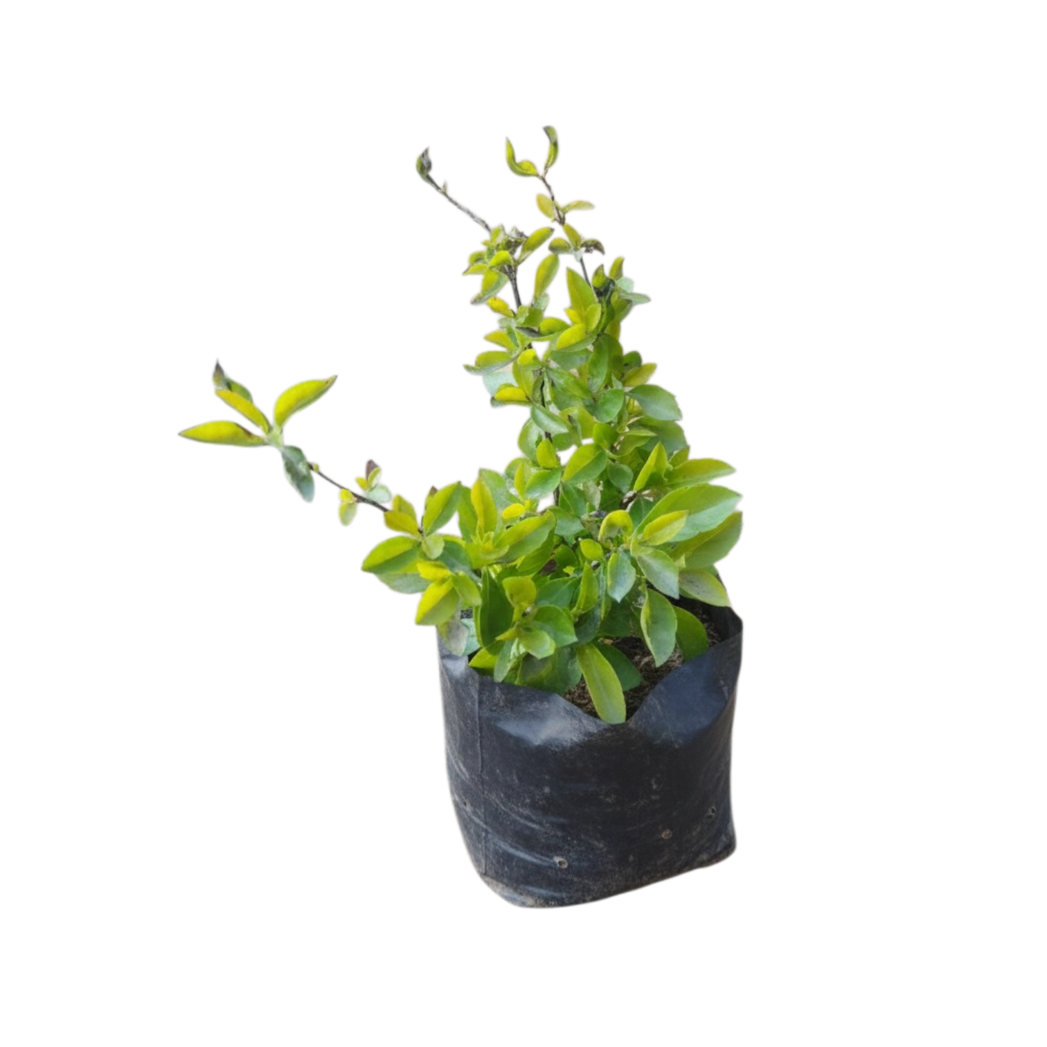 Golden Duranta in 4" poly