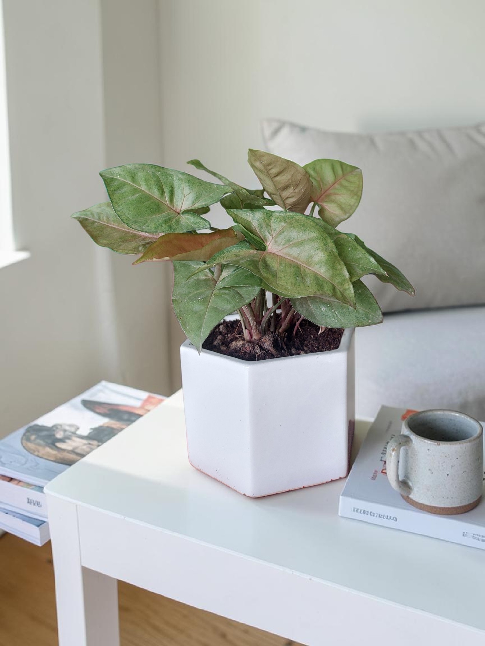 Syngonium in Hexagon Ceramic Pot