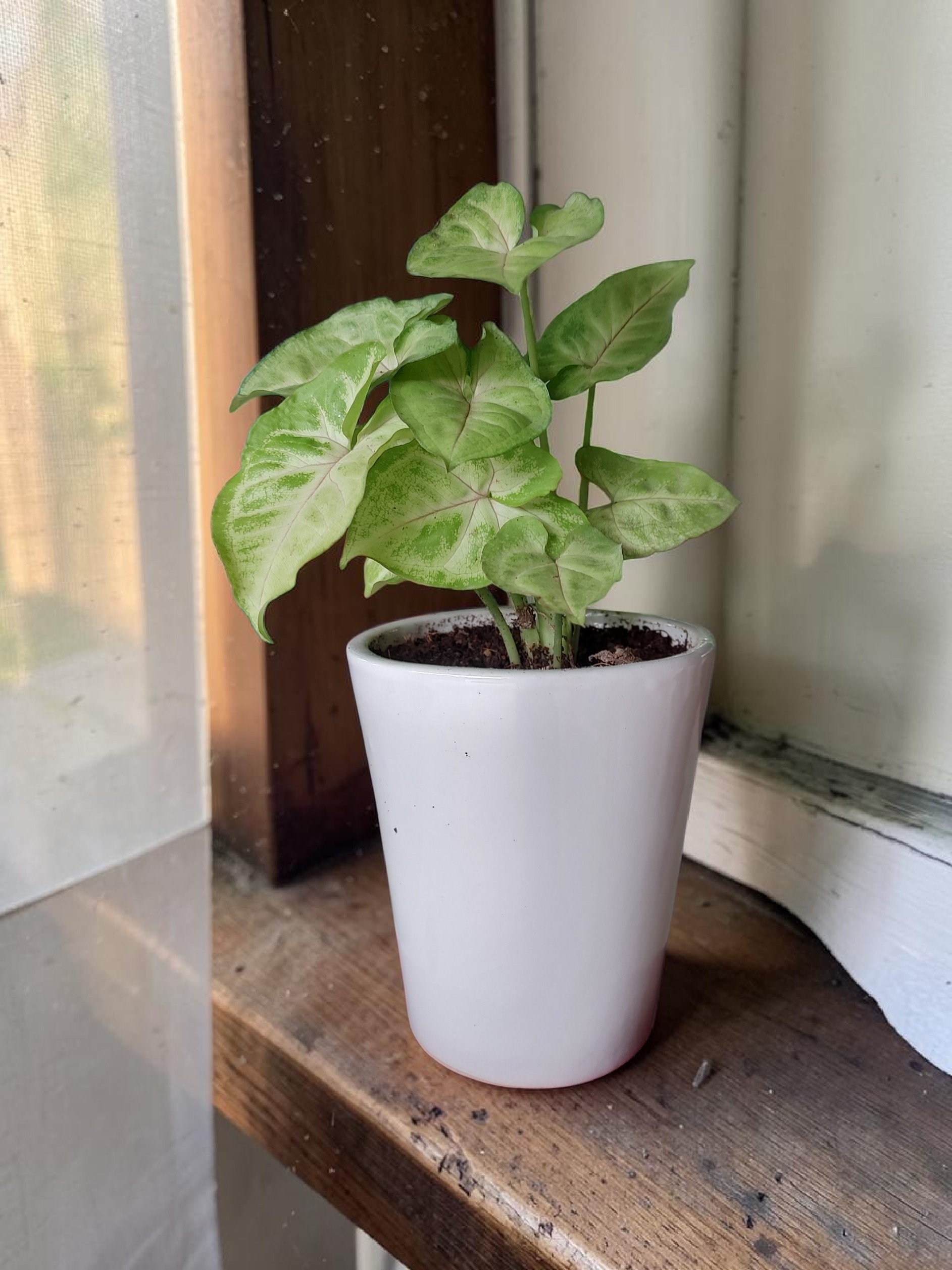 Syngonium in Ceramic Pot (6-Inch)