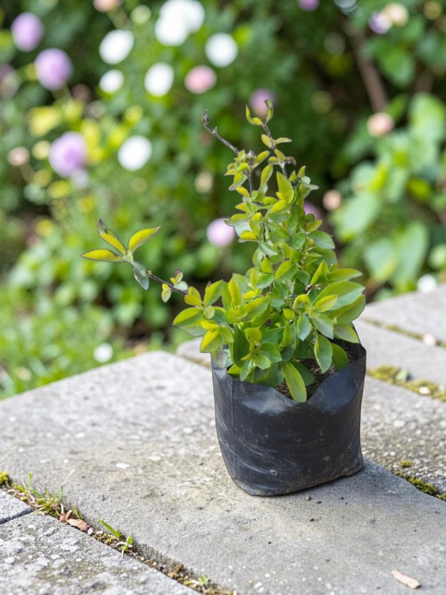 Golden Duranta in 4" poly