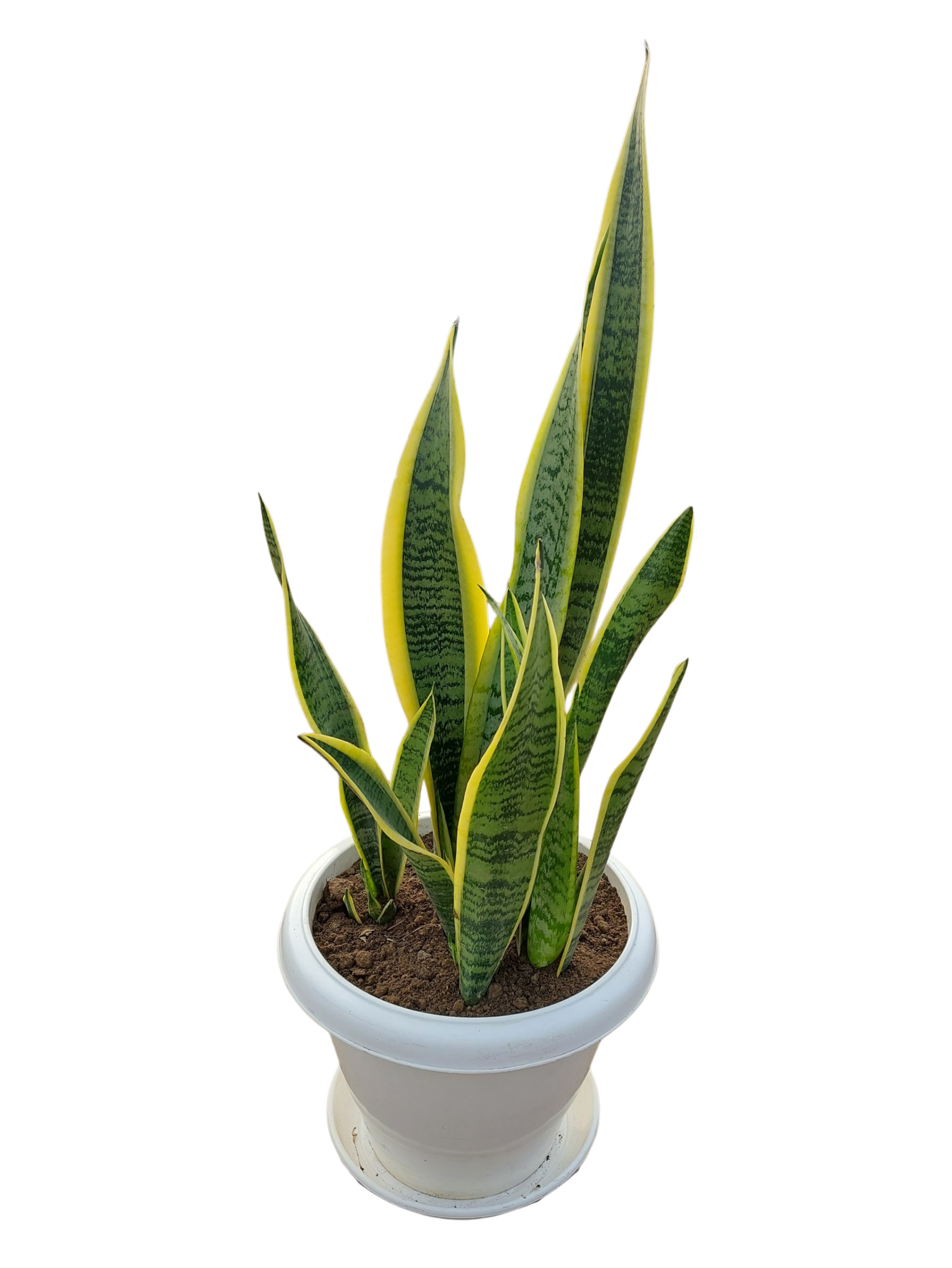 Snake plant in 10 inch White pot
