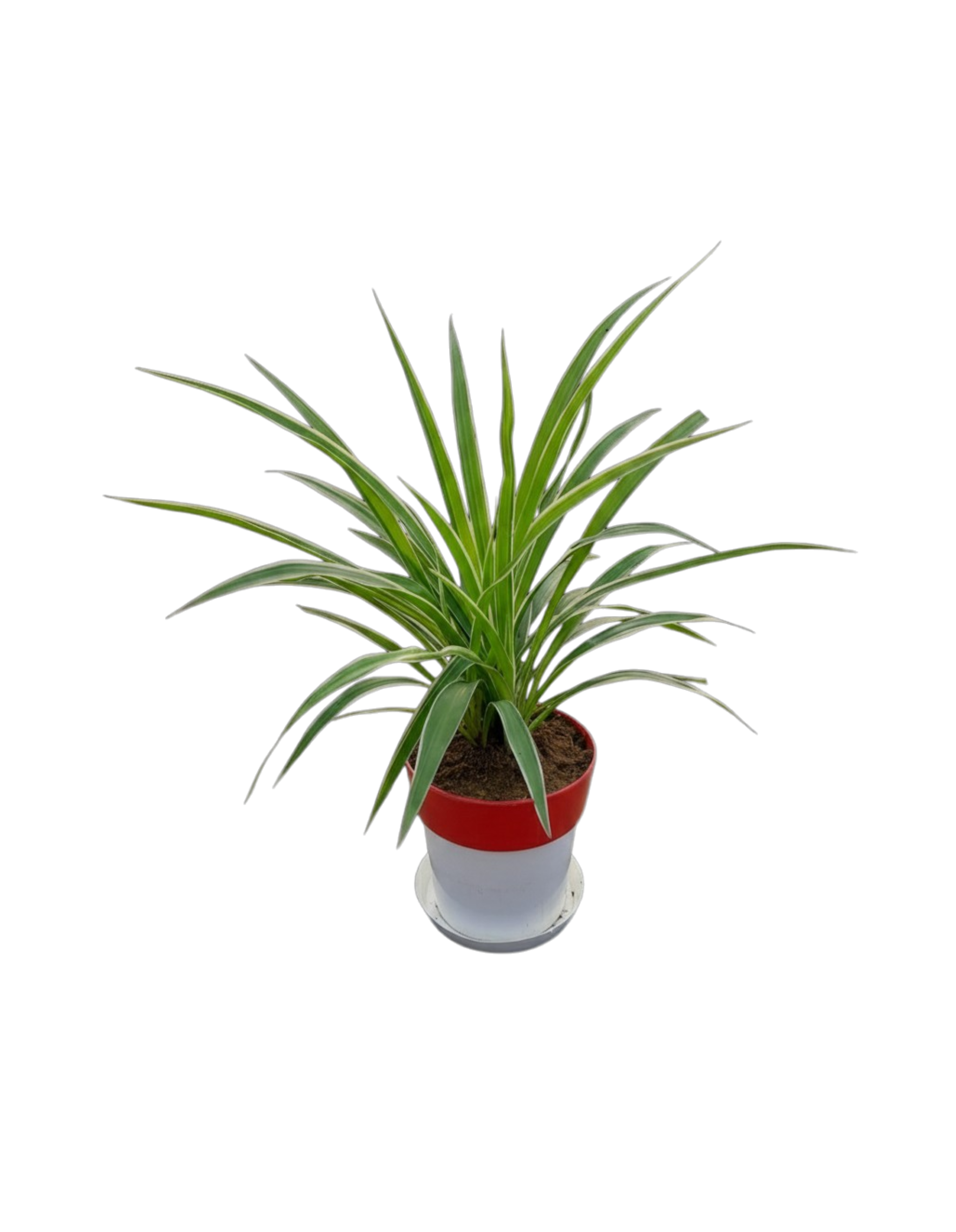 Spider Plant in 6-inch white Pot