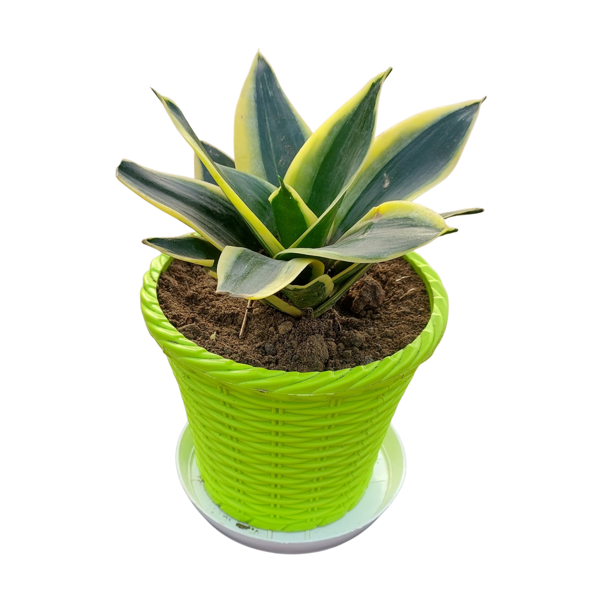 Golden Snake Plant (Dwarf)