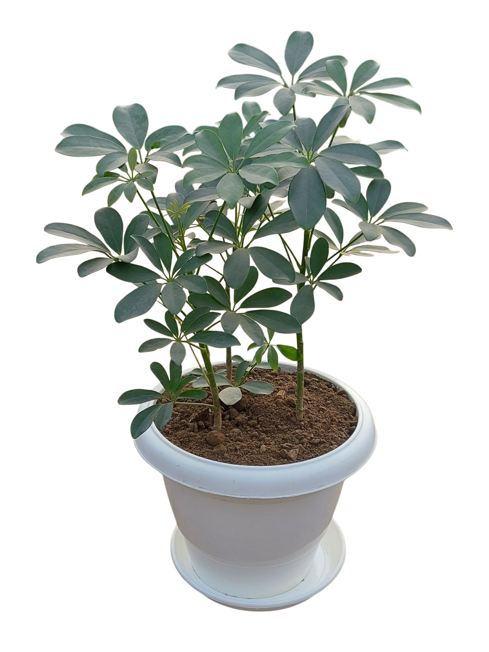 Schefflera in 10-Inch White Pot