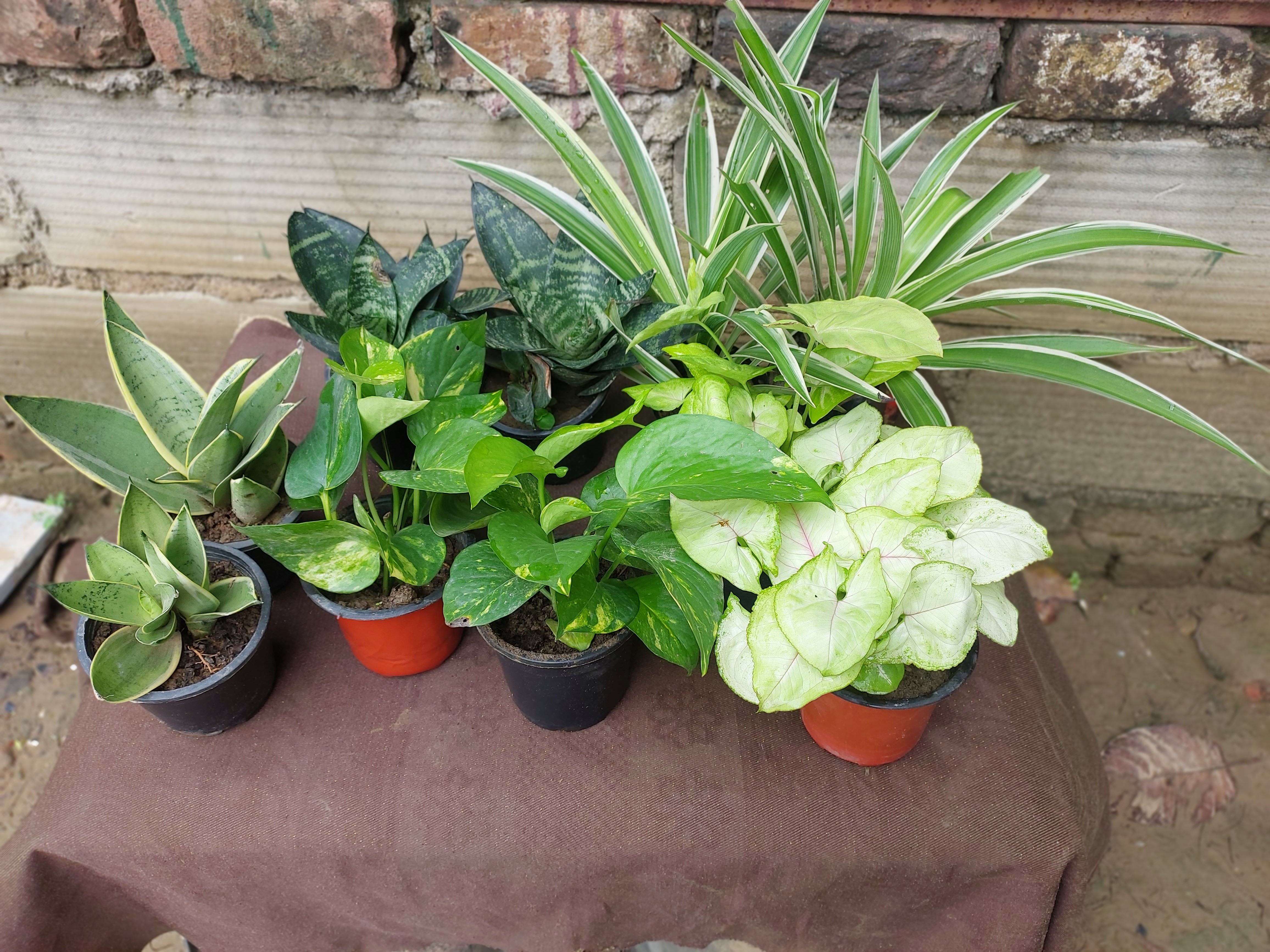 10 Plants Combo in 4 inch nursery pot