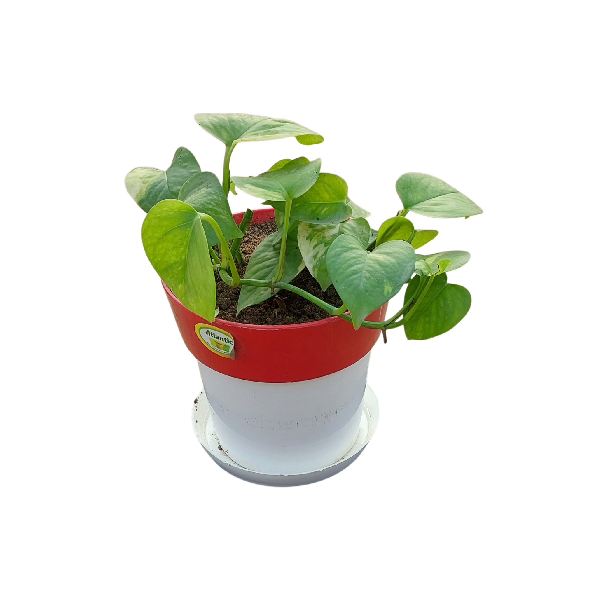 Money Plant in 6'' White Pot