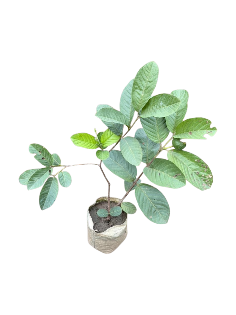 Guava (Amrood) Plant