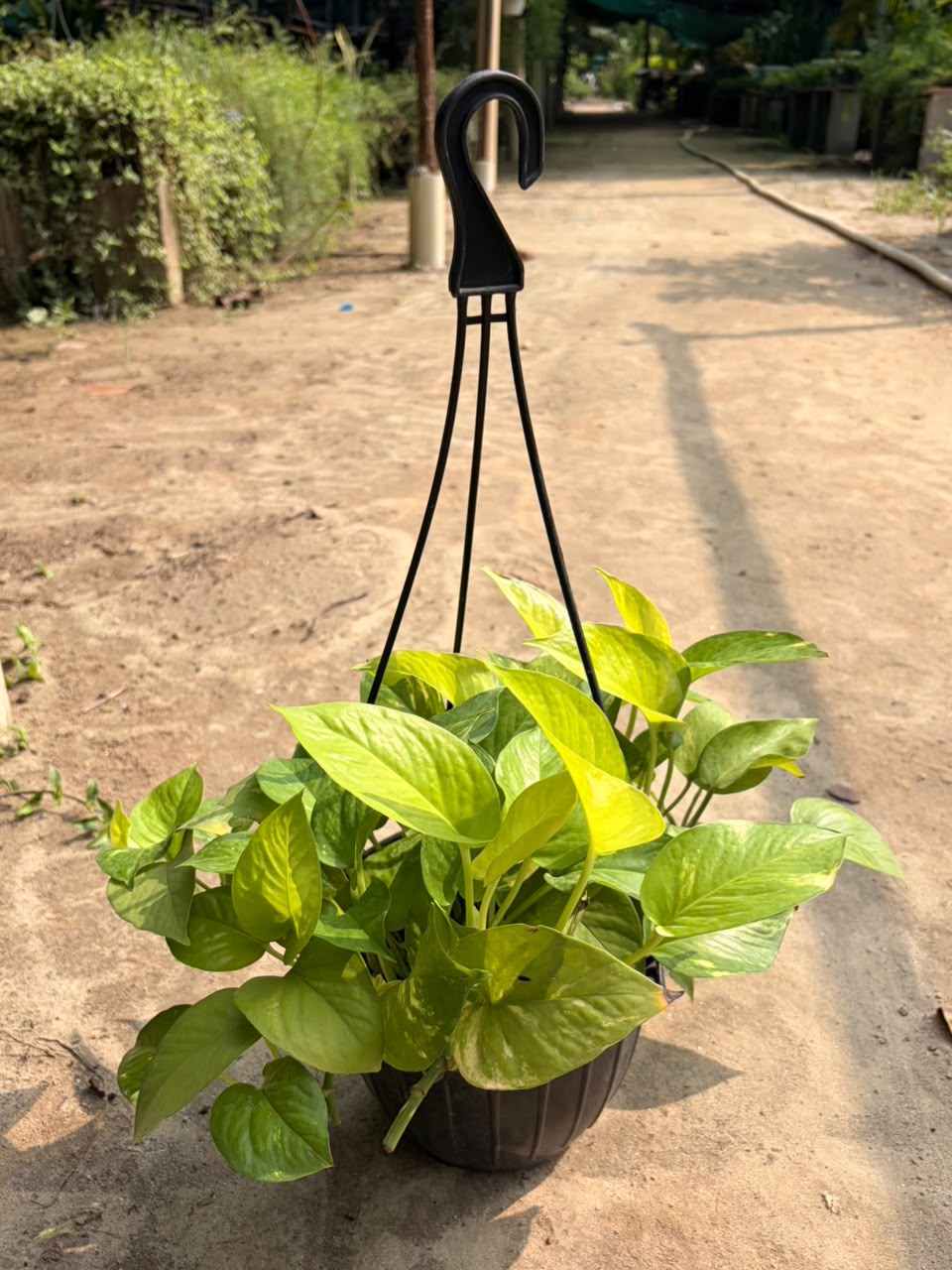 Money Plant (Green) in Hanging Basket