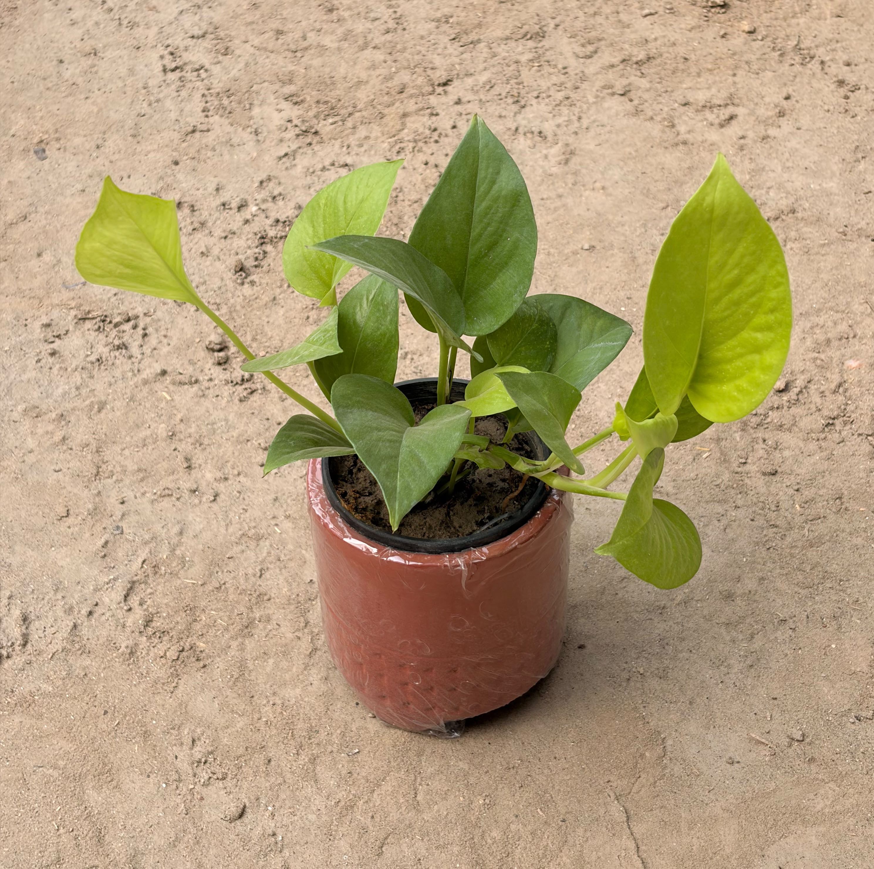 Money Plant in Terracotta Pot