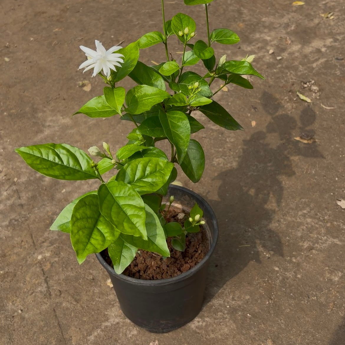 Mogra Plant in 6" Nursery Pot