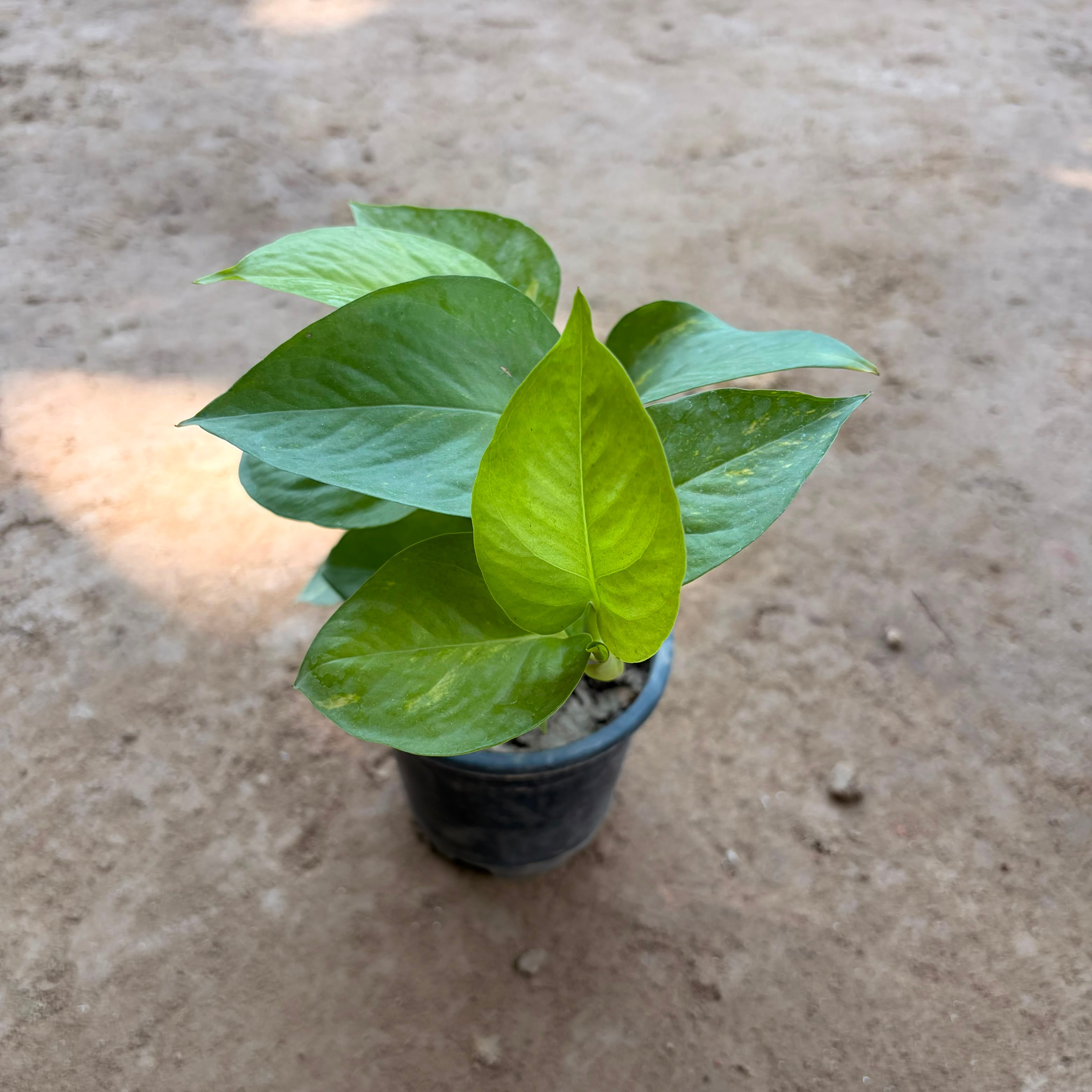 Money Plant in 4" Pot