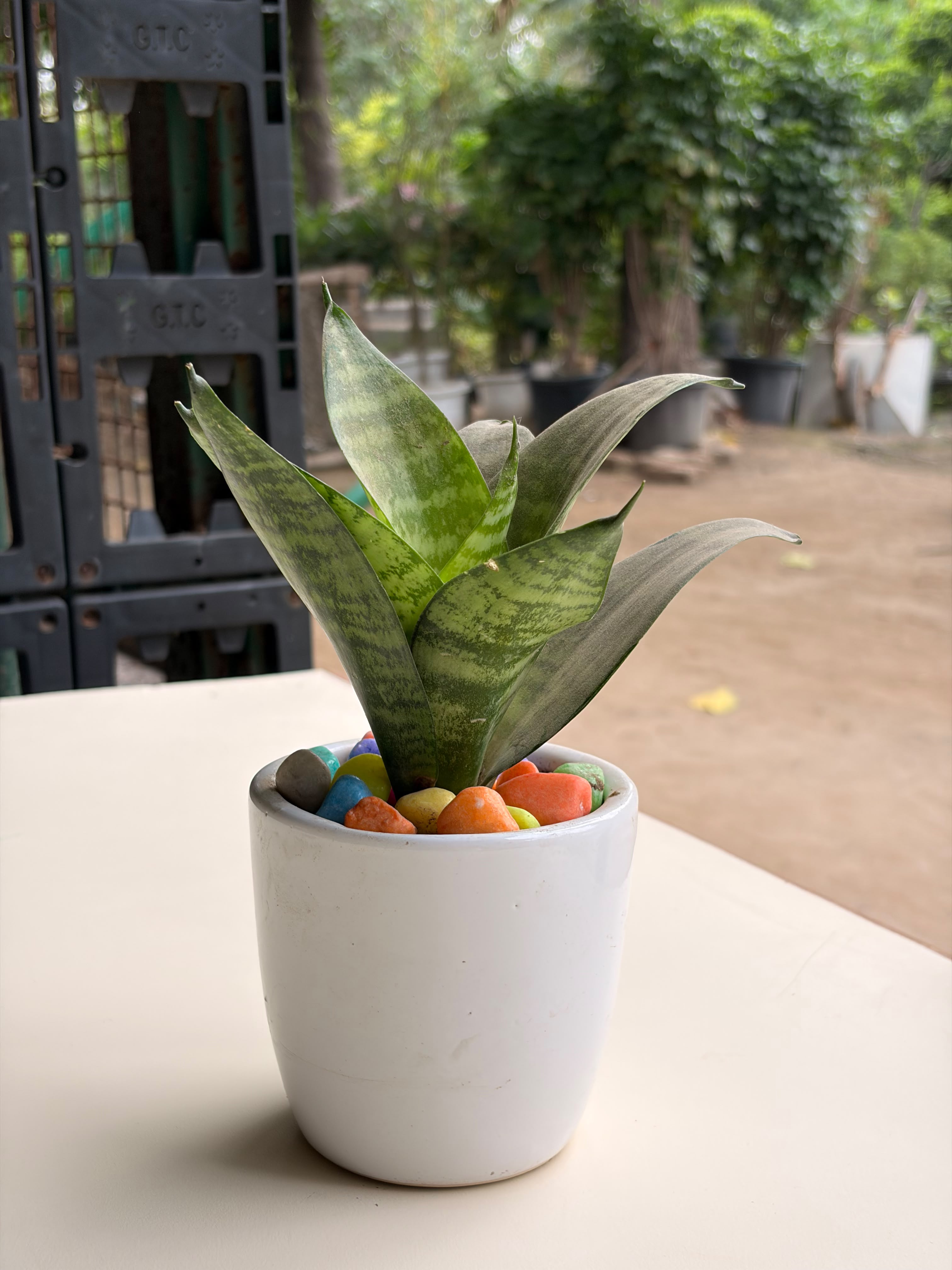 Sanseveria Dwarf (Green)