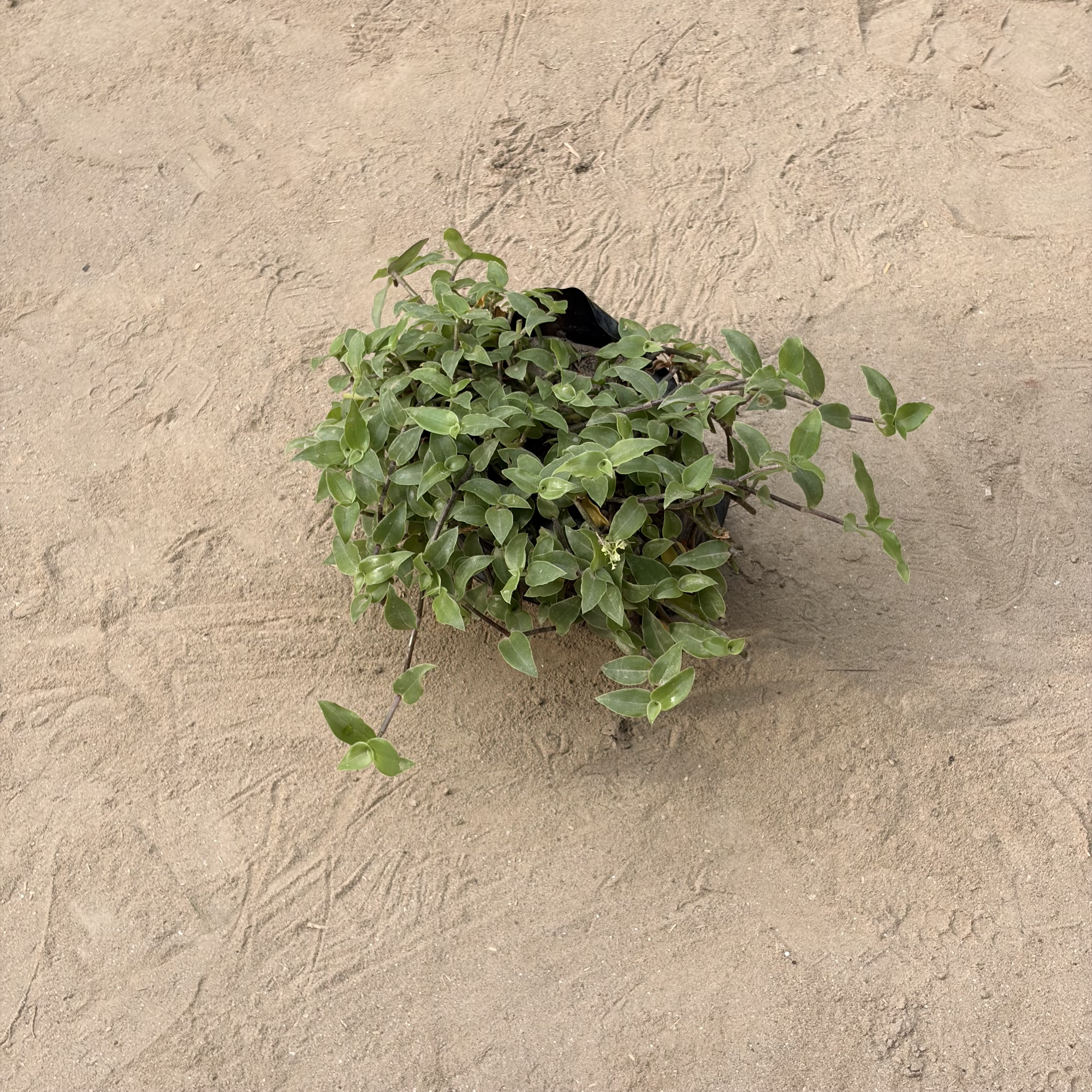 Turtle Vine in 4 inch nursery bag