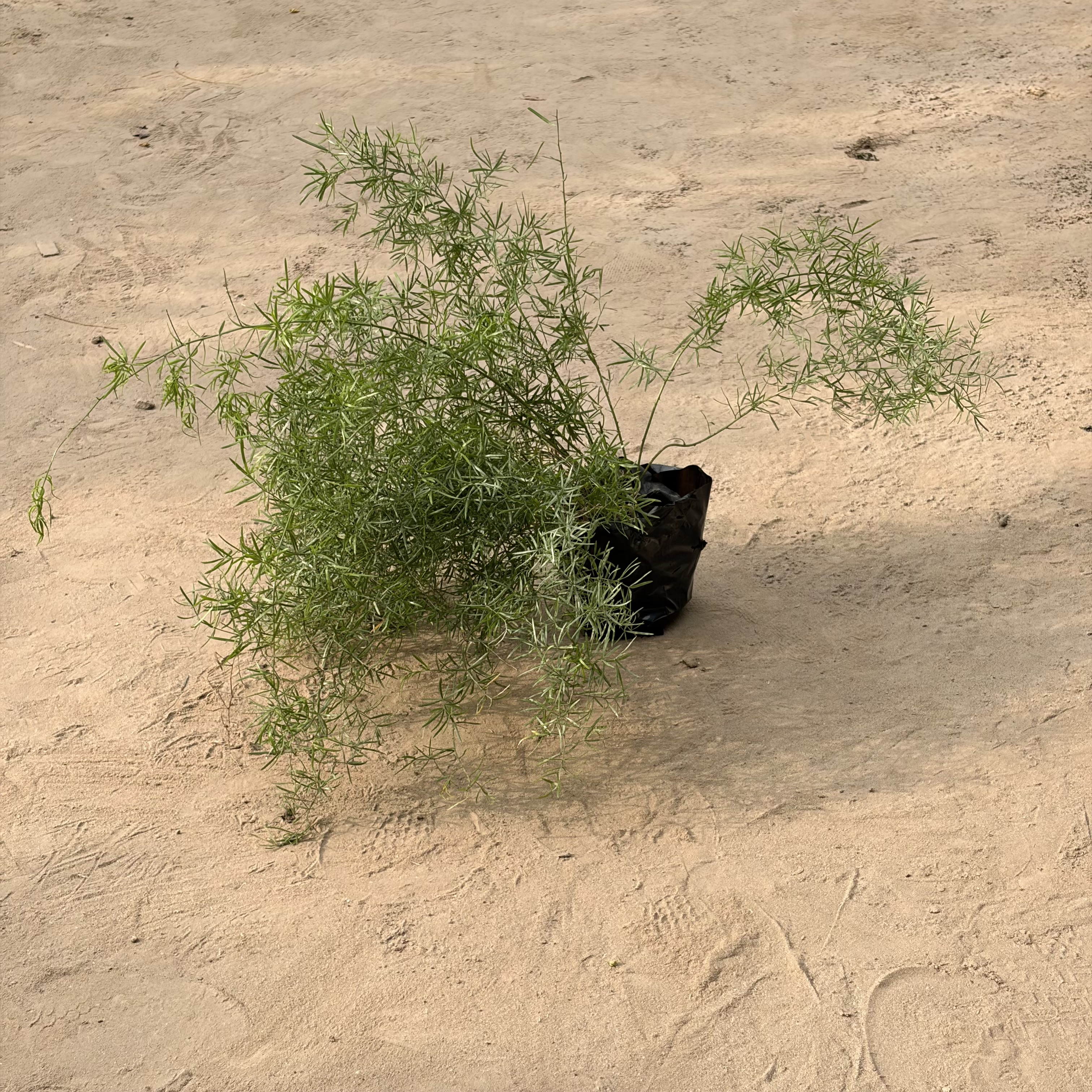 Asparagus in 4 inch nursery bag