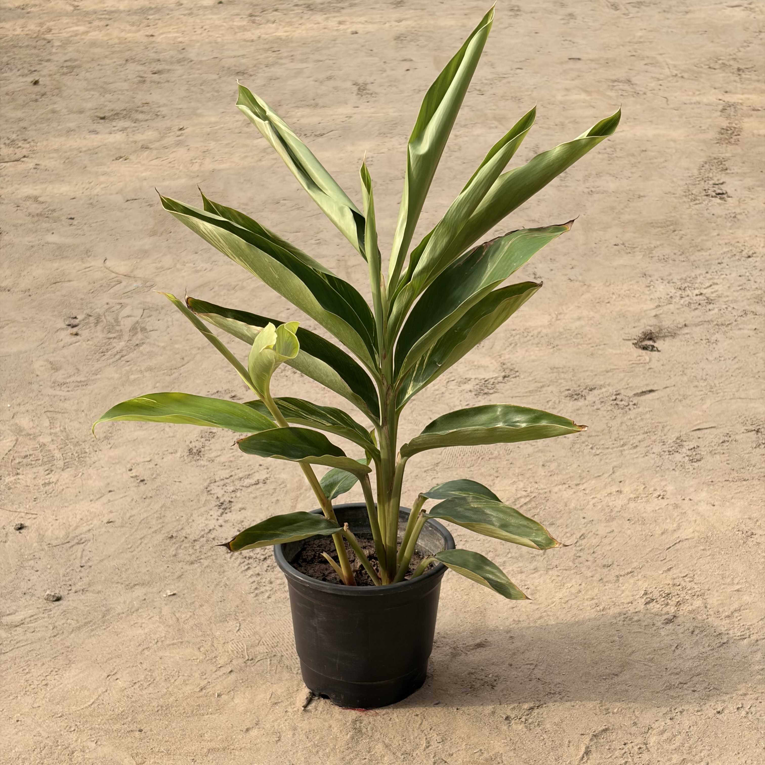 Alpinia in 6 inch nursery pot