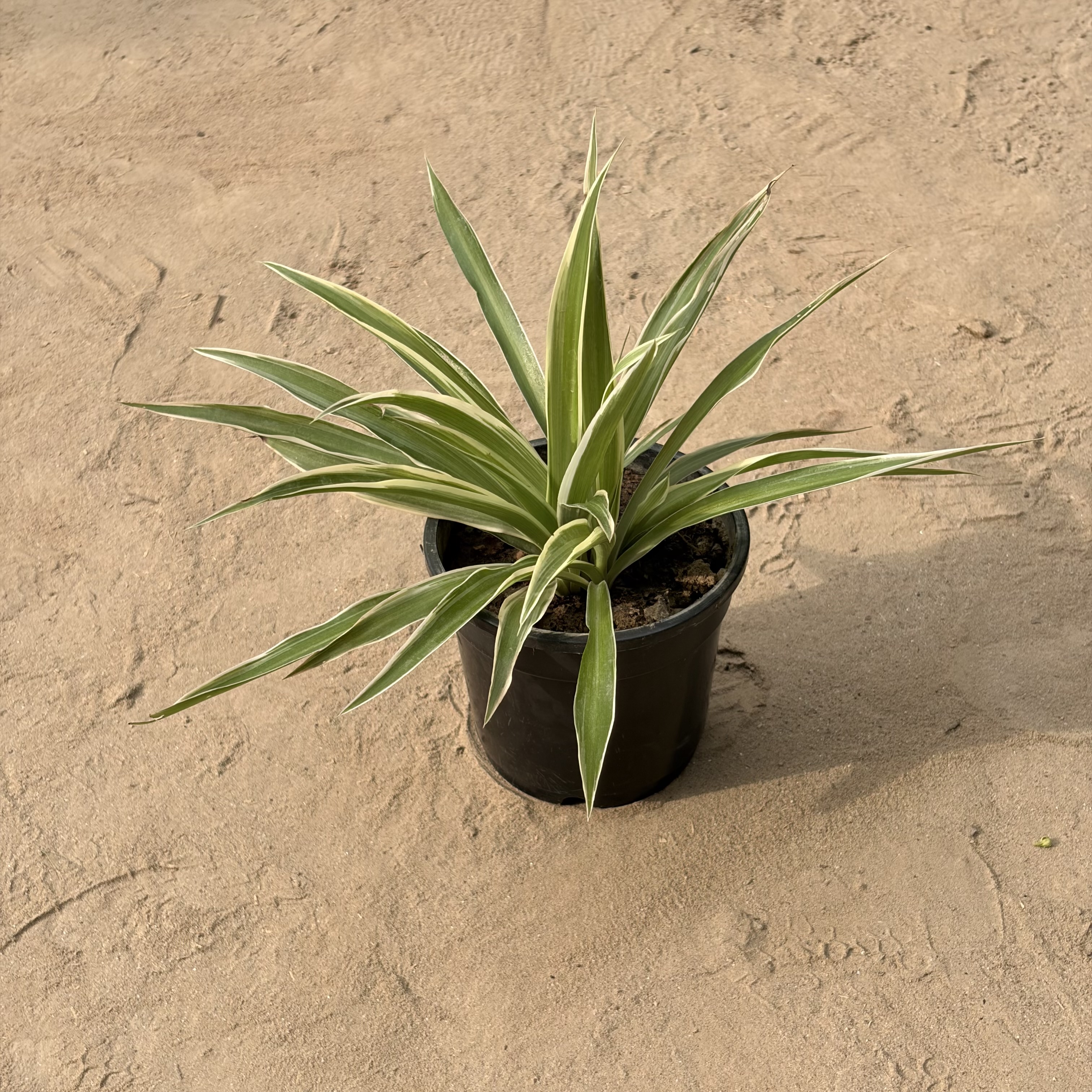 Spider plant in 4” Pot