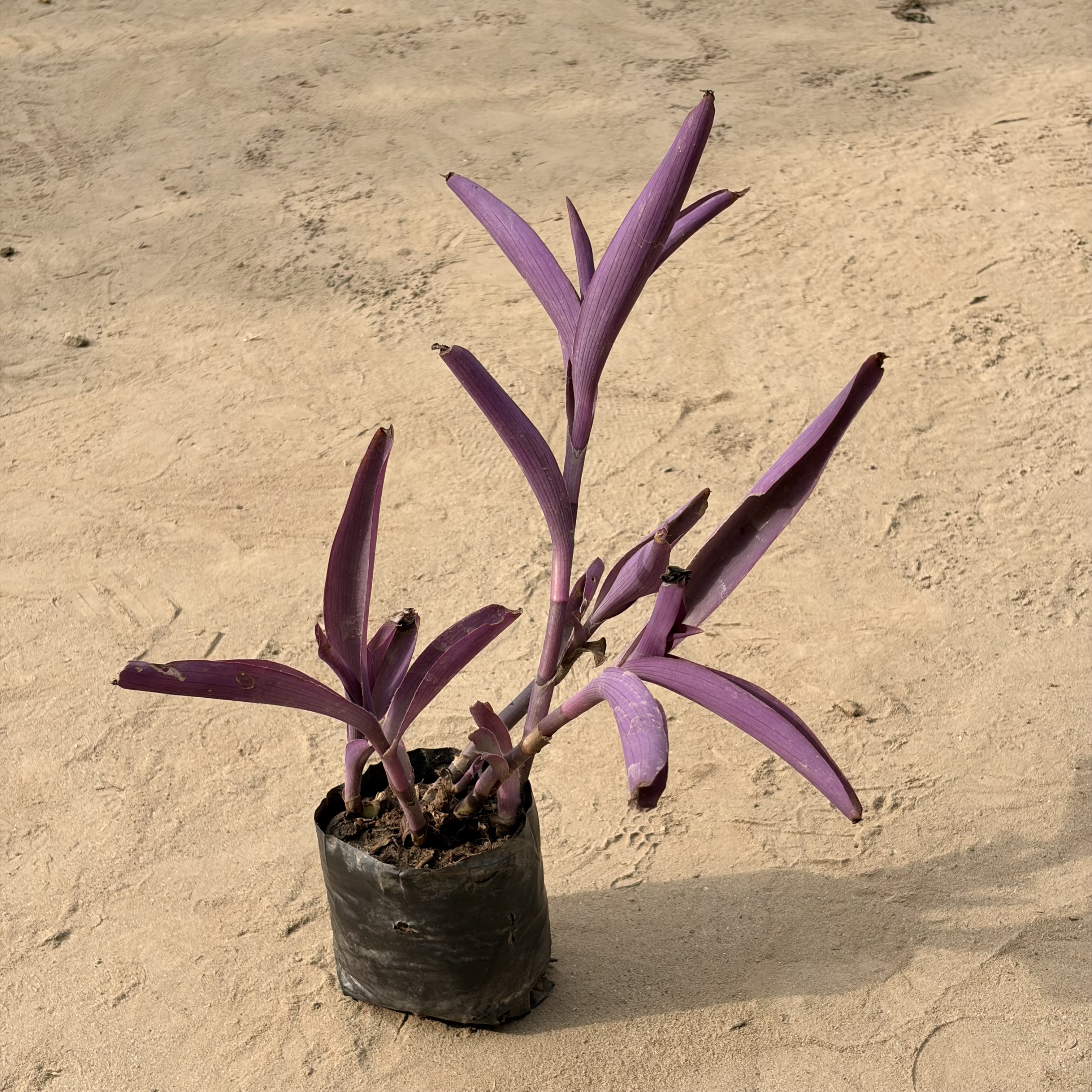 Purple Heart in 4 inch Nursery Bag