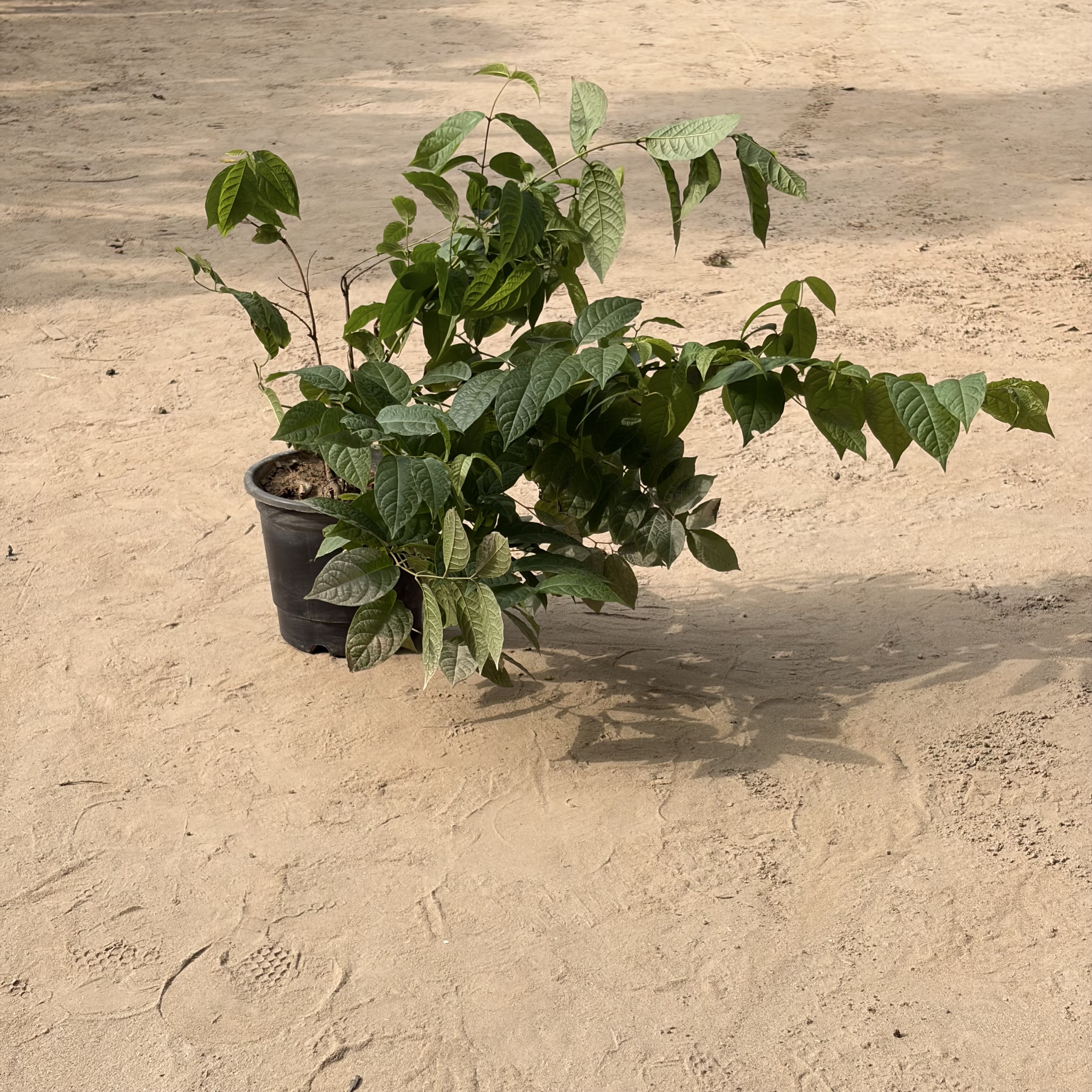 Madhumalti in 6 inch nursery pot