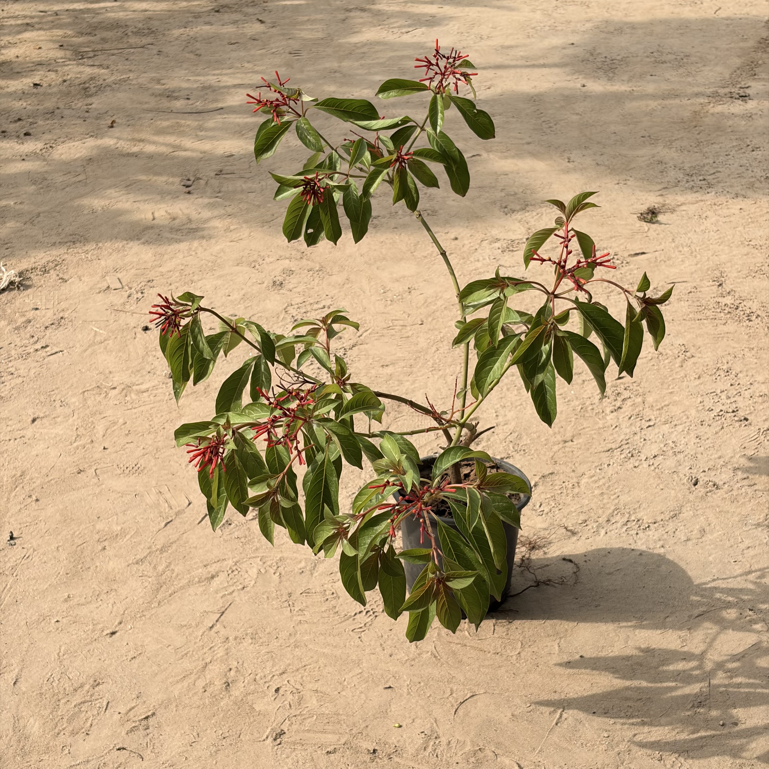 Hamelia in 6 inch nursery pot