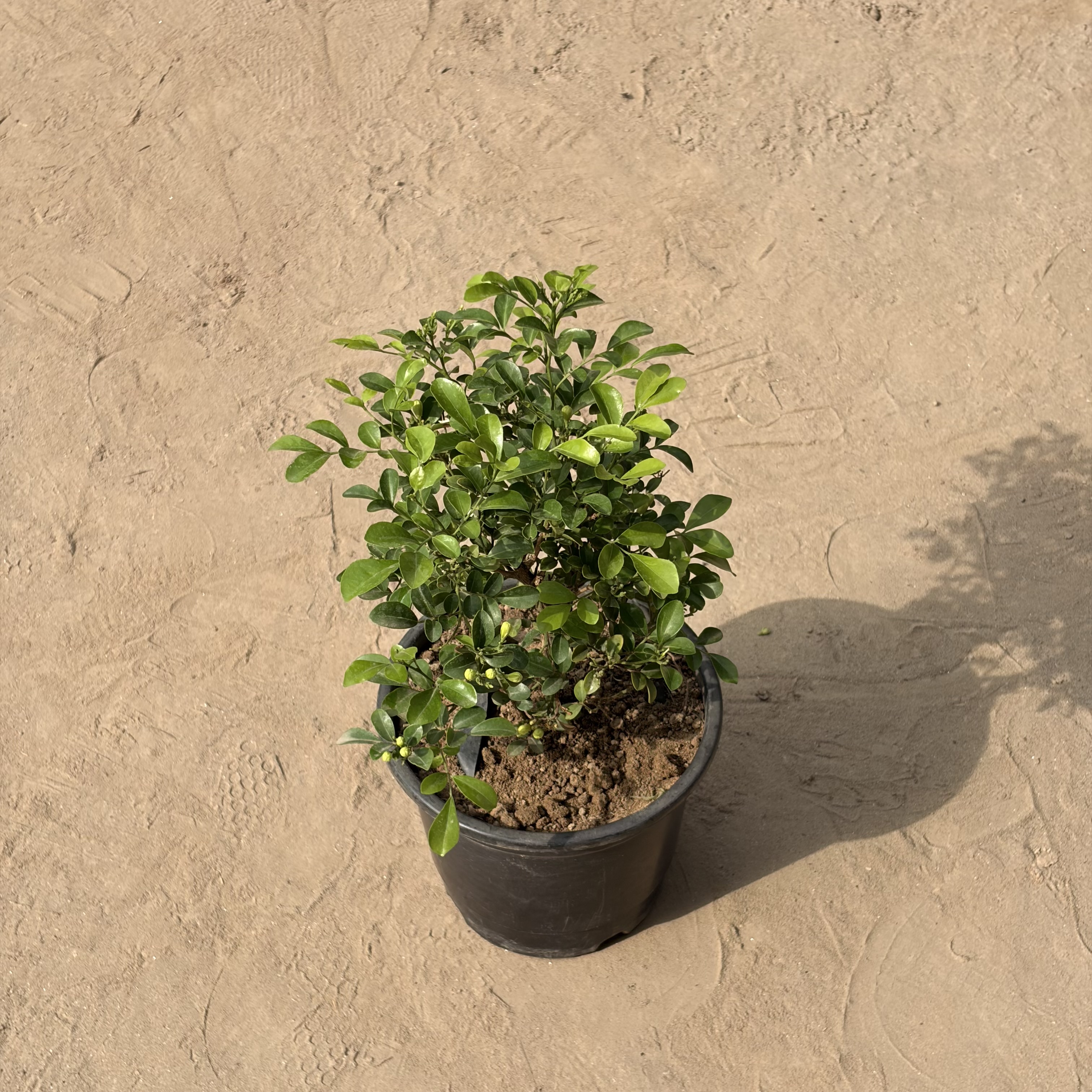 Madhu Kamini in 6 inch Nursery Pot