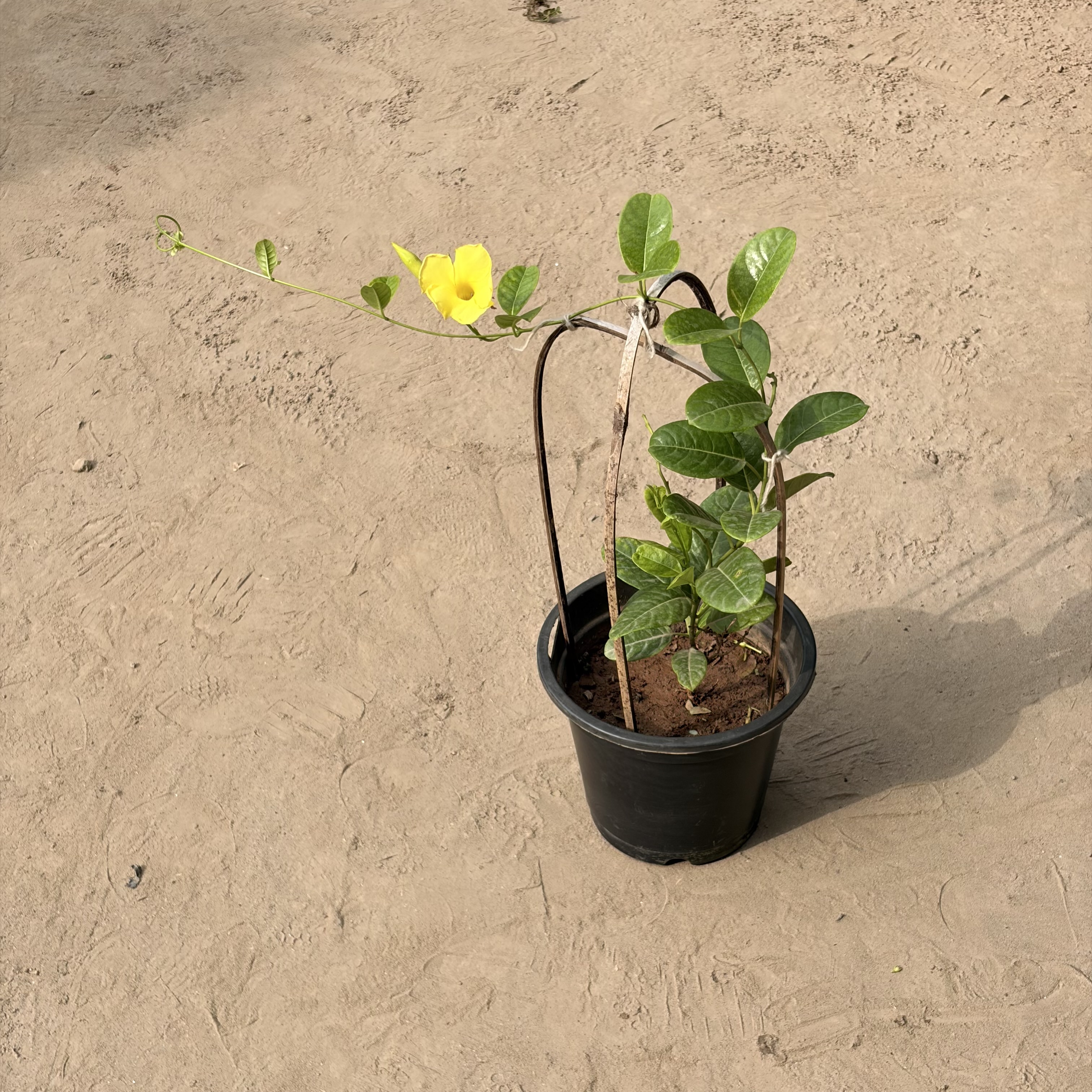 Almonda in 8 Inch Nursery pot