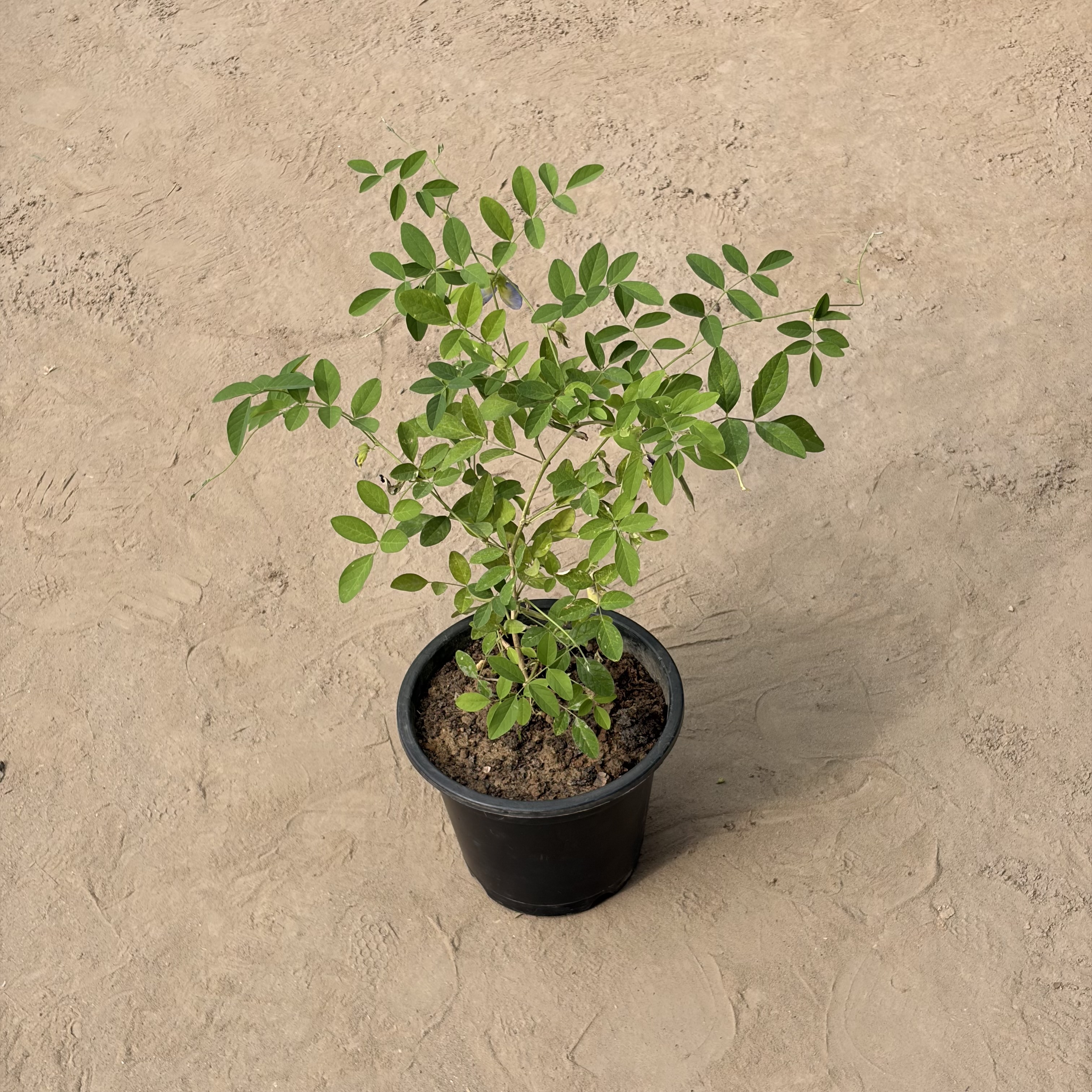 Aprajita in 6 inch Nursery pot