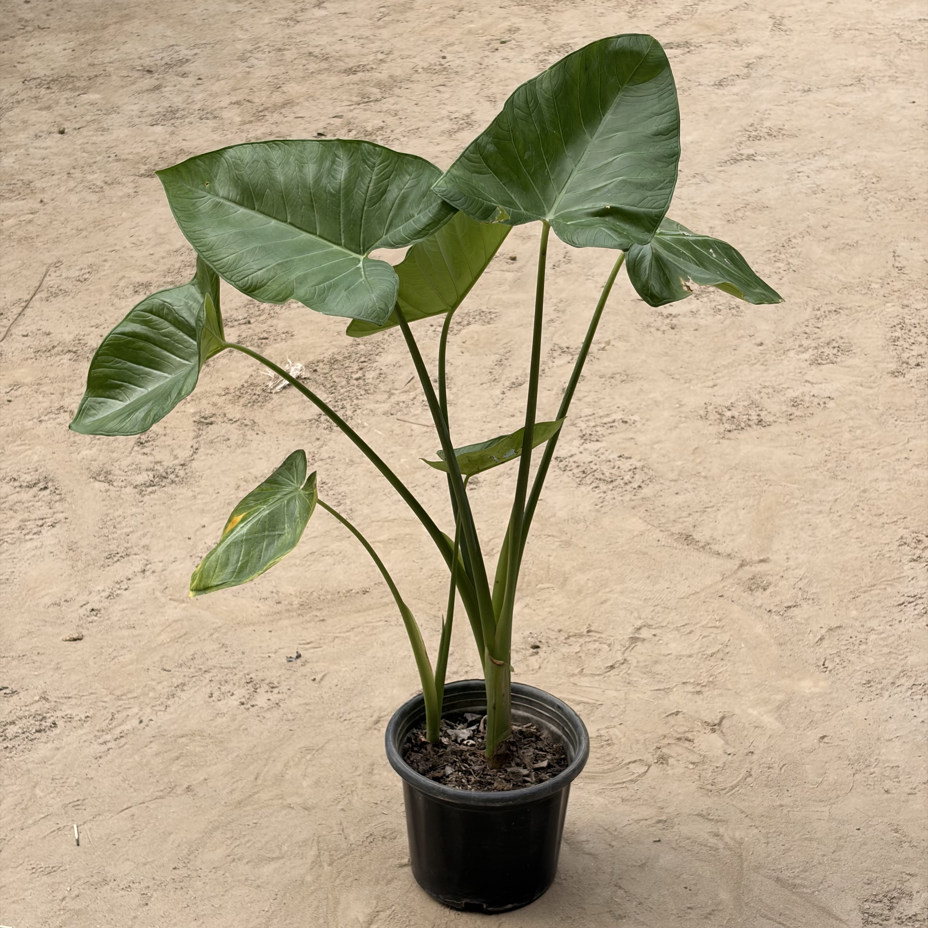 Alocasia Elephant ear in 6 inch pot