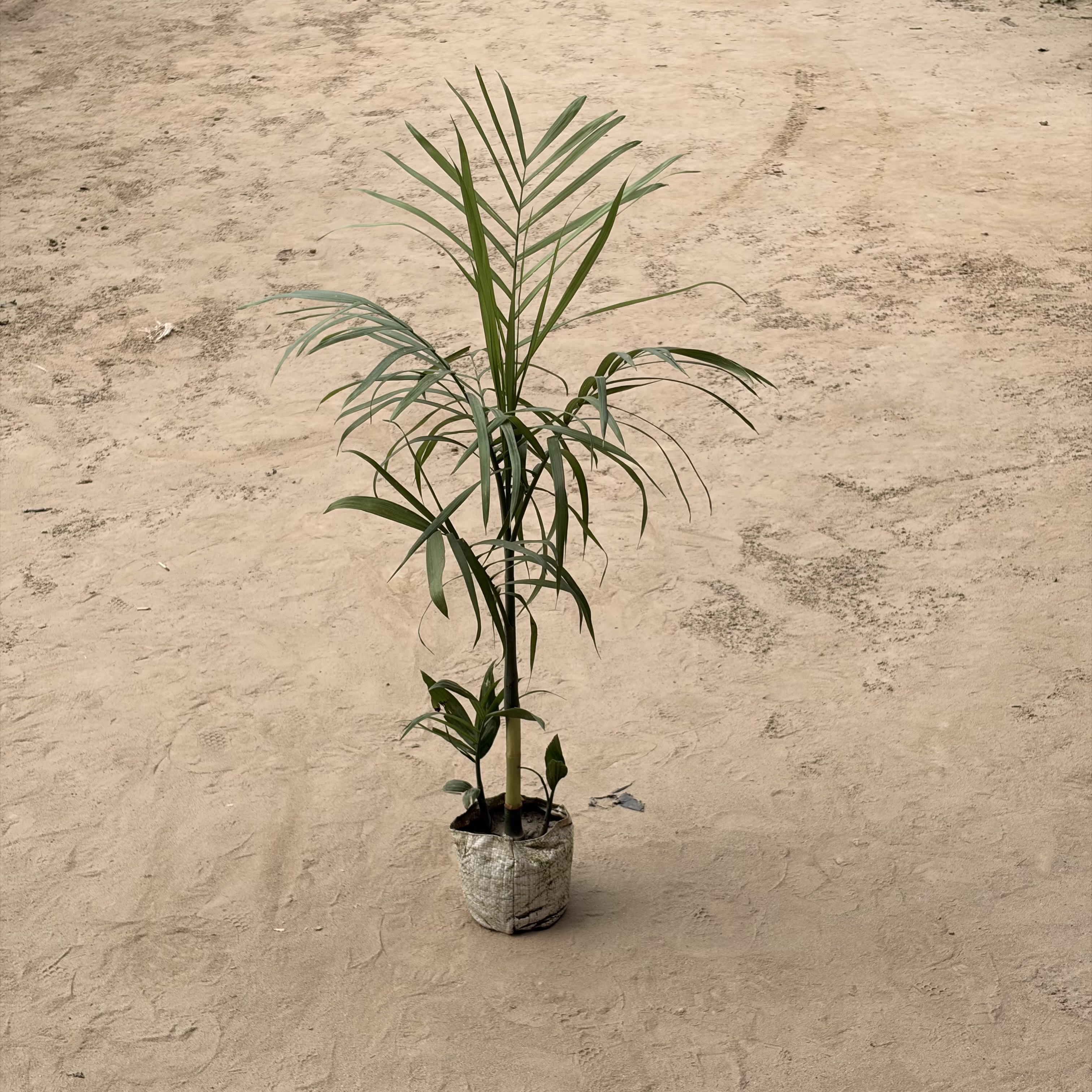 Cane Palm iin 4 inch nursery bag