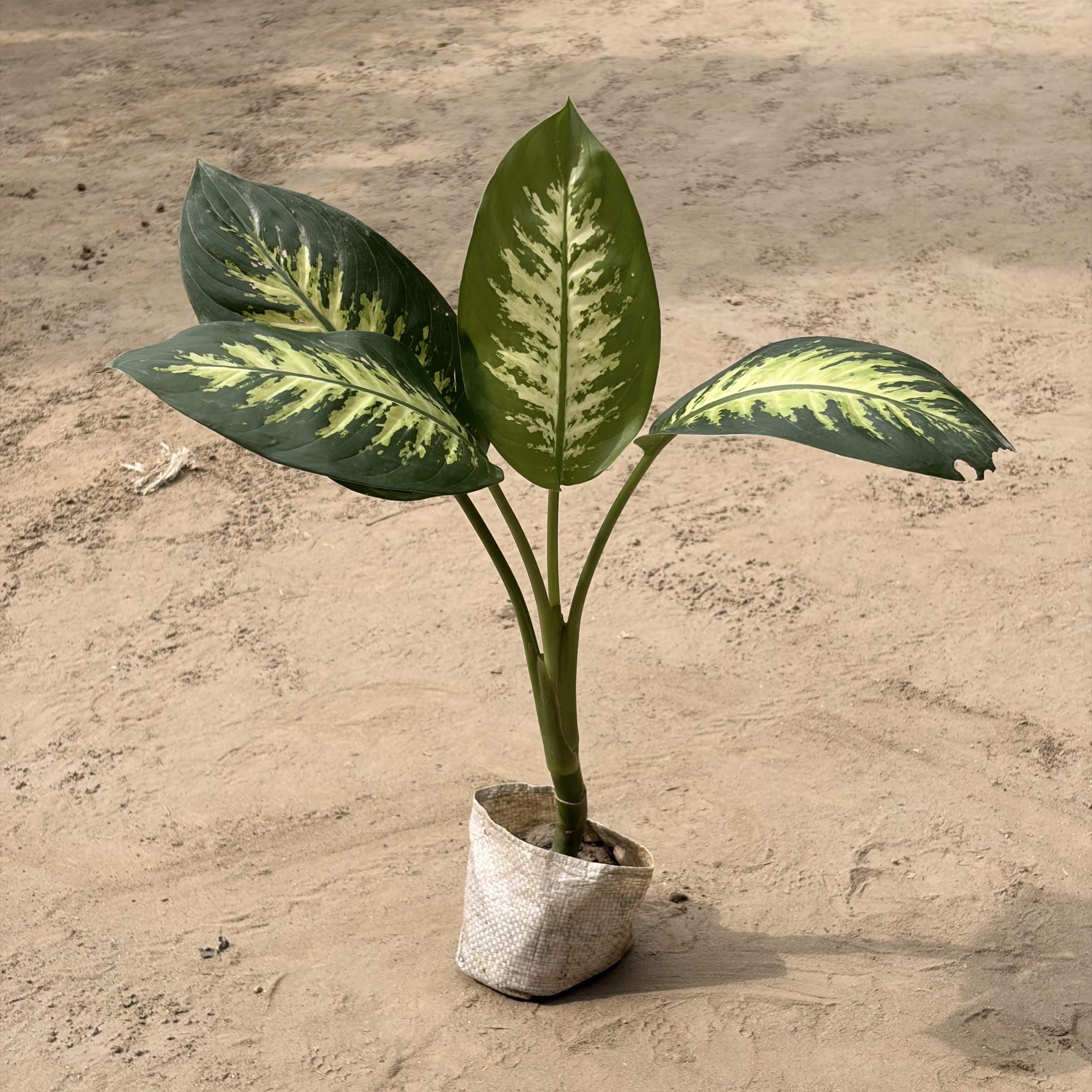 Dieffenbachia seguine in 4 inch Nursery bag