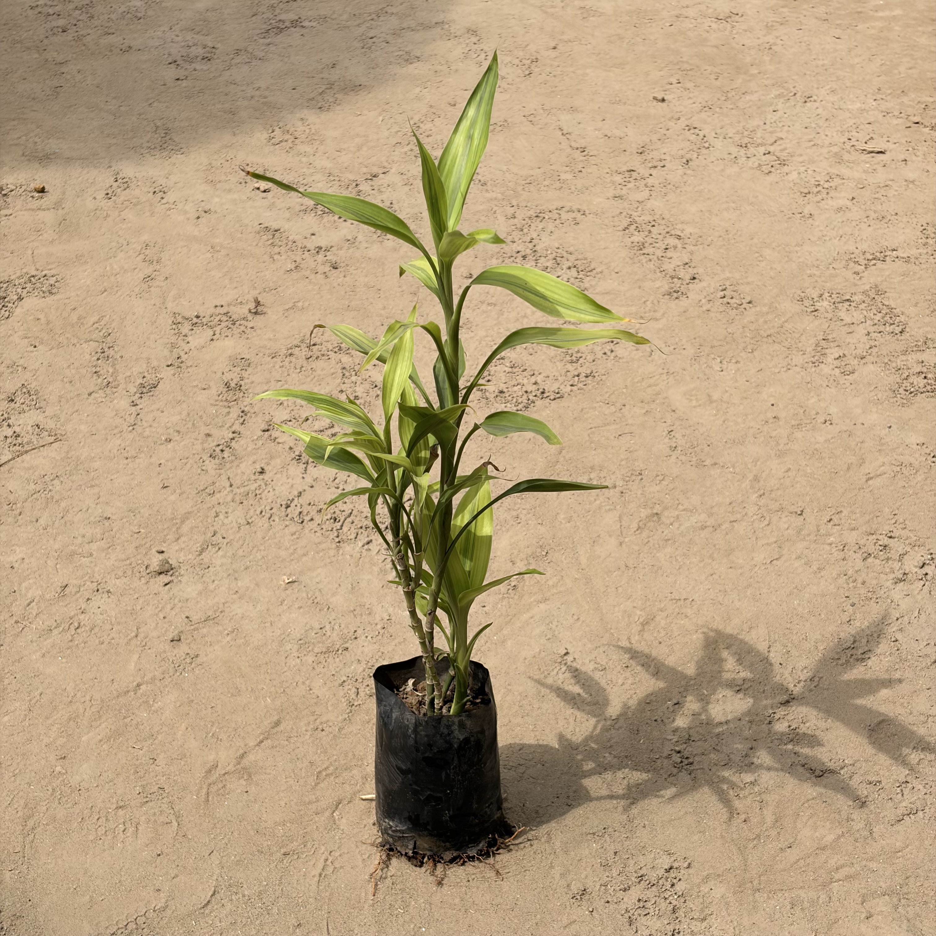 Lucky bamboo in 4 Inch Nursery bag